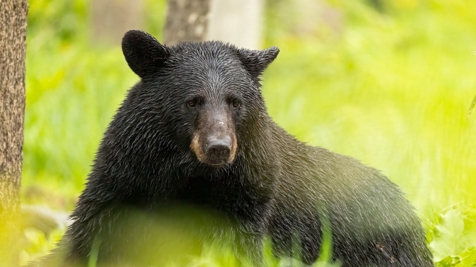 Two Anchorage Bear Attacks Spur Safety Warnings
