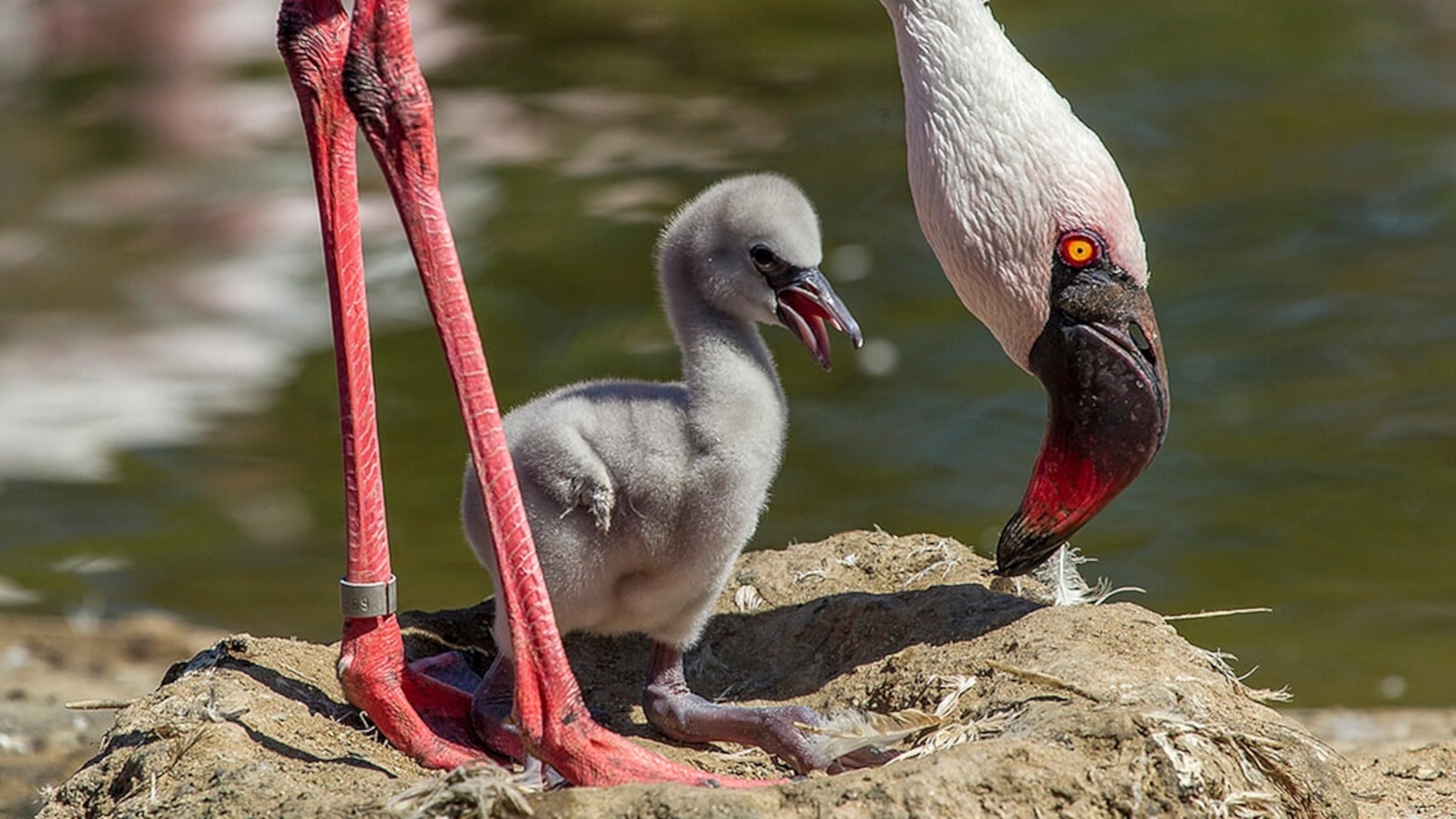 animals-flamingo-lesser-