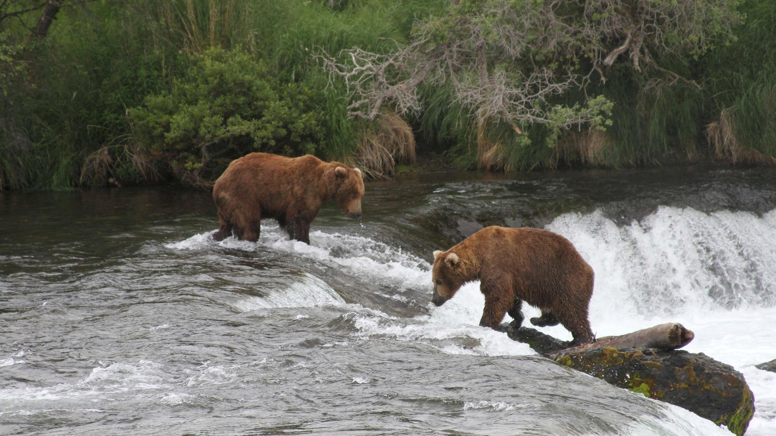 A lawsuit challenges an Alaska program that allows killing bears as a way to rebuild a caribou herd