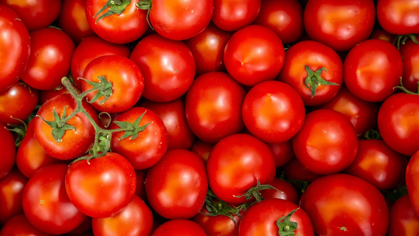 Why fresh tomato prices have skyrocketed, how fuel prices and other factors could keep them high