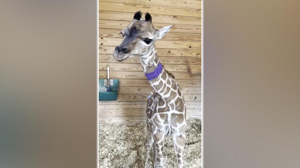 WATCH: Premature giraffe calf born via emergency C-section