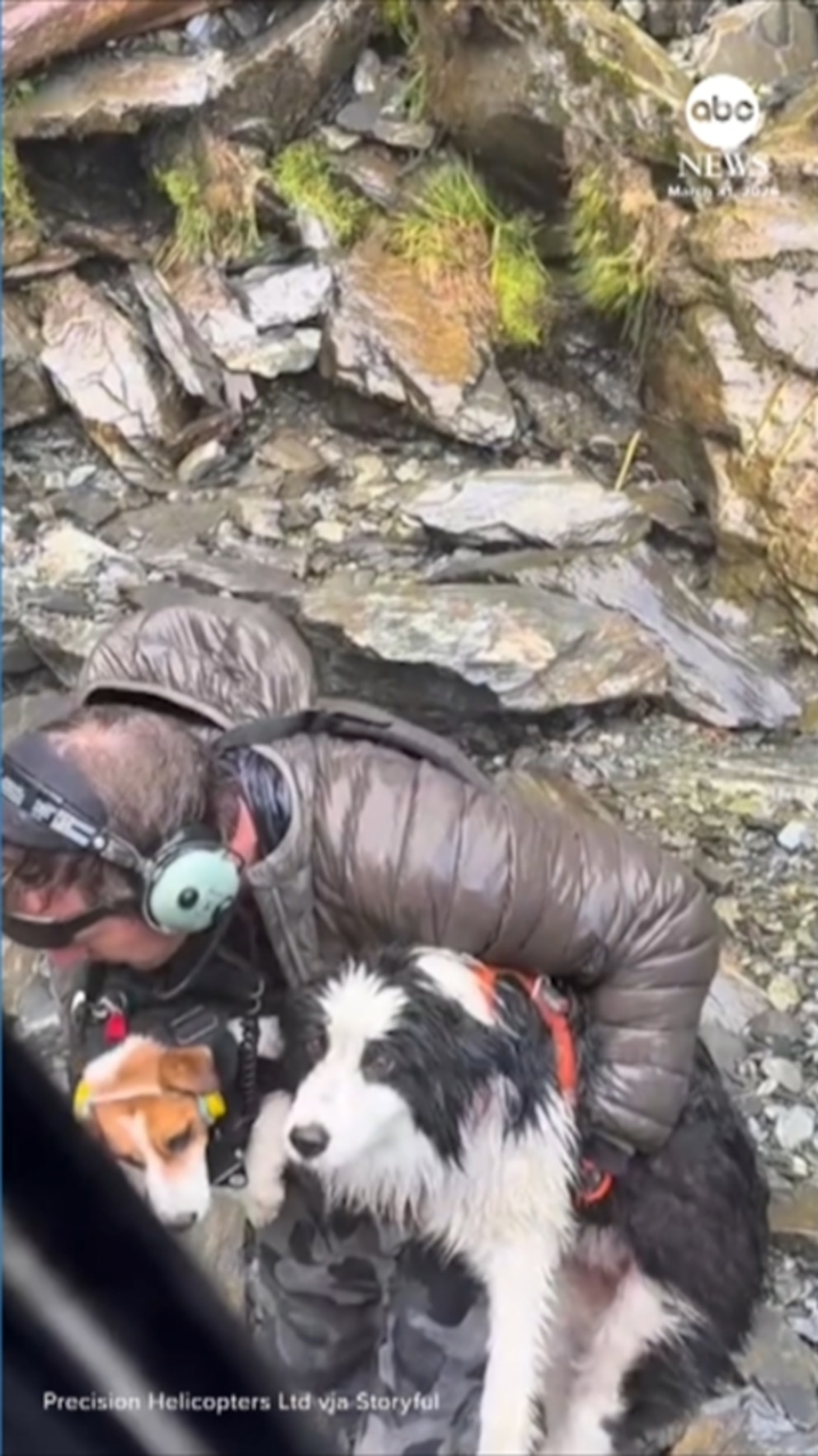 Video Dog found a week after owner survives 180-foot fall at waterfall