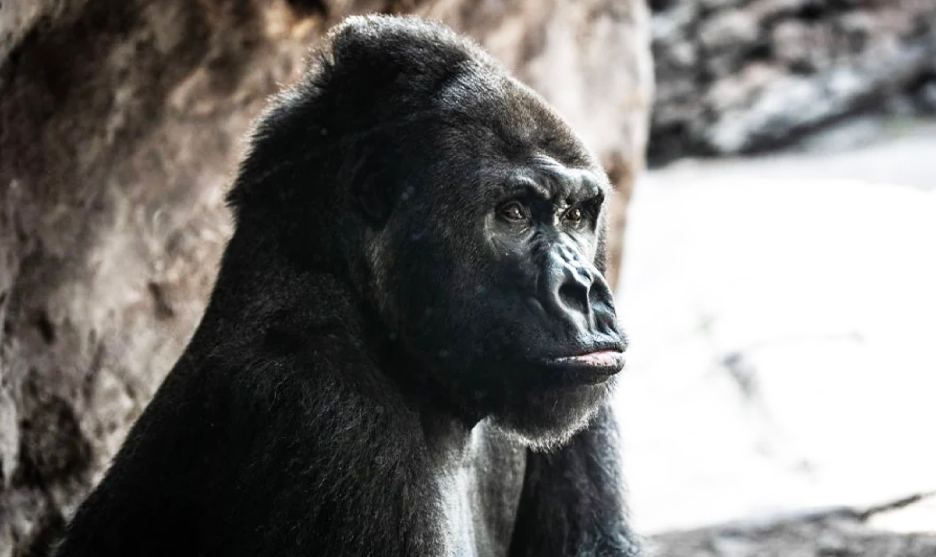 PHOTO: Gino, a cherished Western lowland gorilla and one of the original animal residents of Disney’s Animal Kingdom, has passed away at the age of 44.