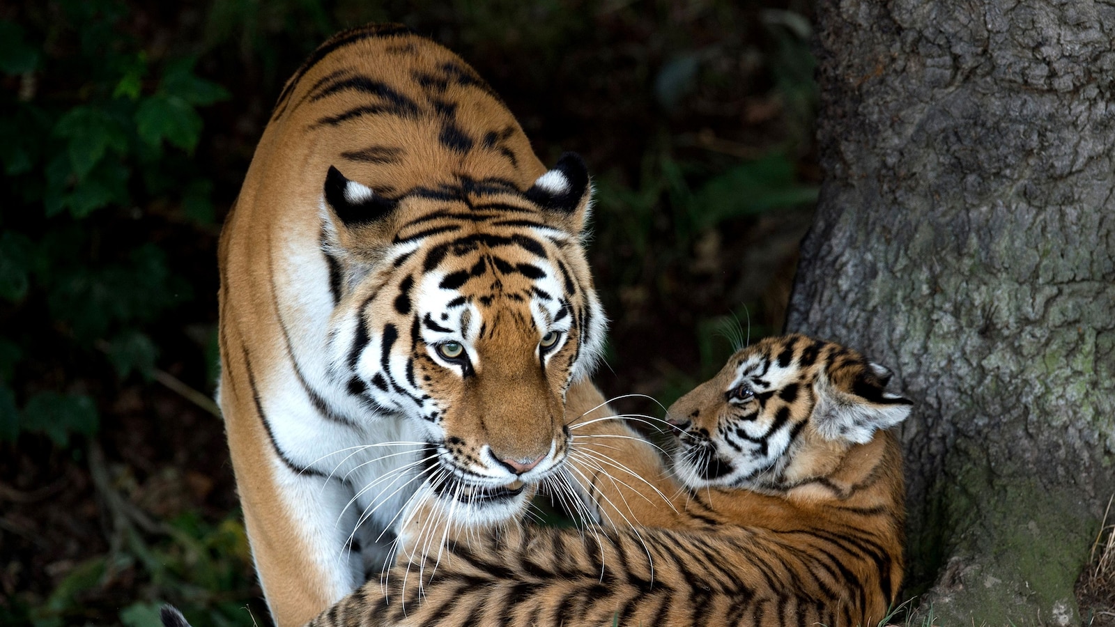 Man attacked by tiger after entering enclosure at England wildlife park