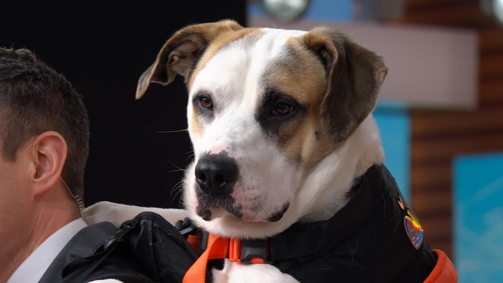 WATCH:  Dog influencer goes viral for giving back