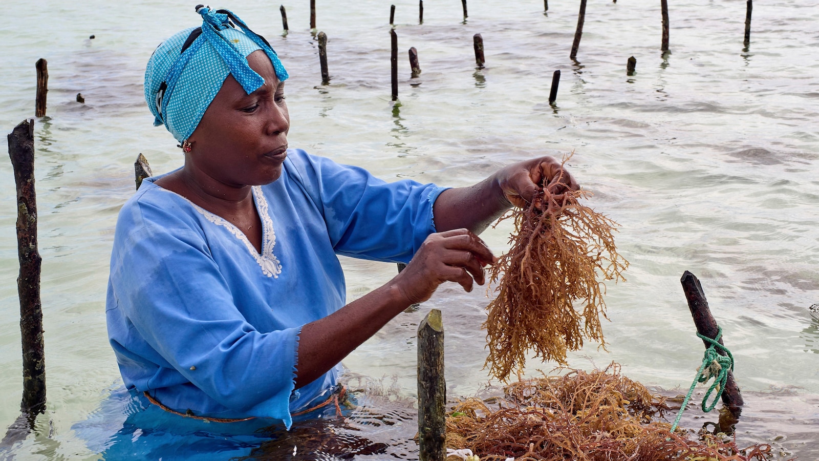 Zanzibar is seeing a seaweed boom. Can the women collecting it cash in?