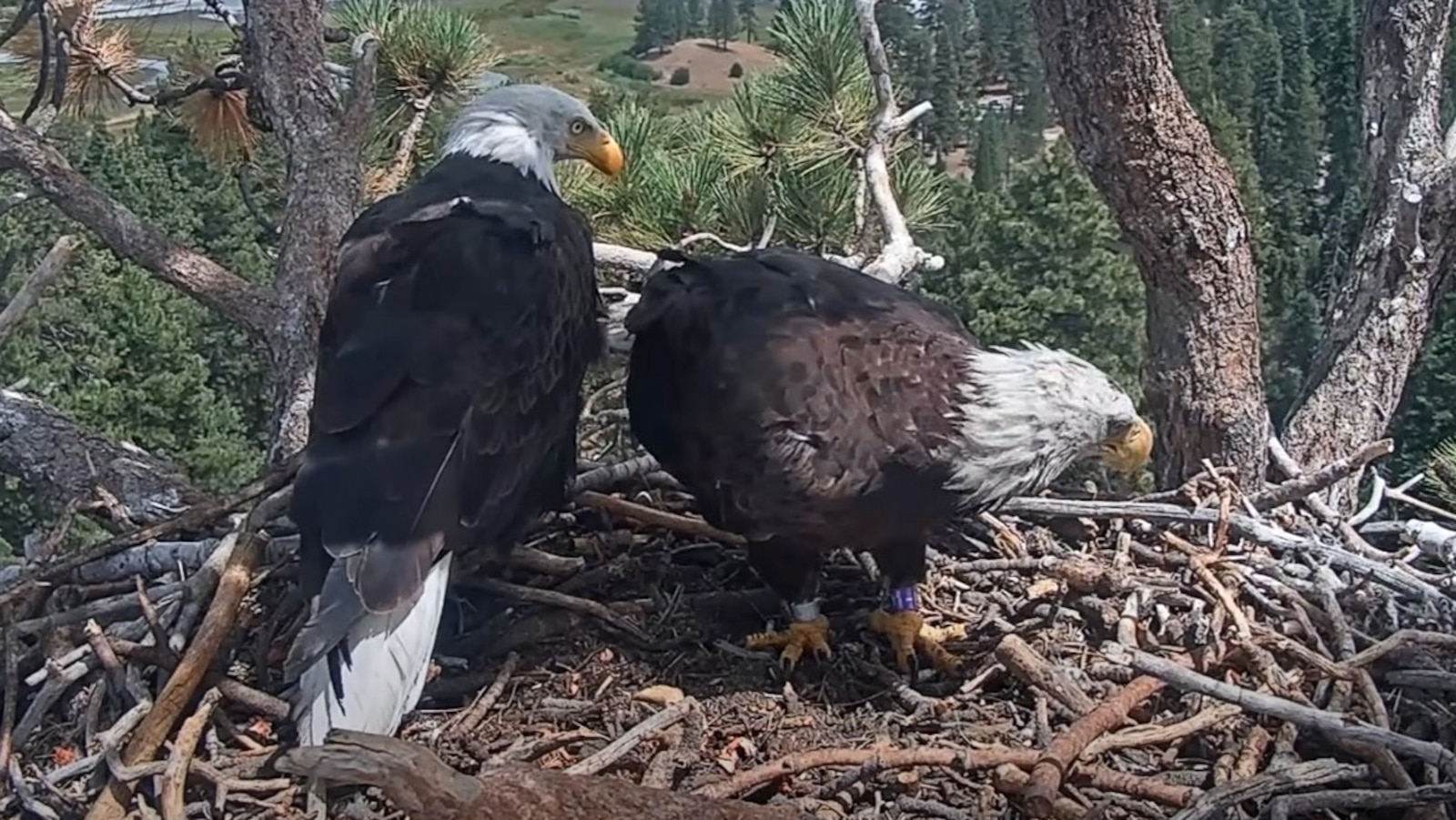 Meet Katie, the new female eagle spending time with Jackie’s mate Shadow
