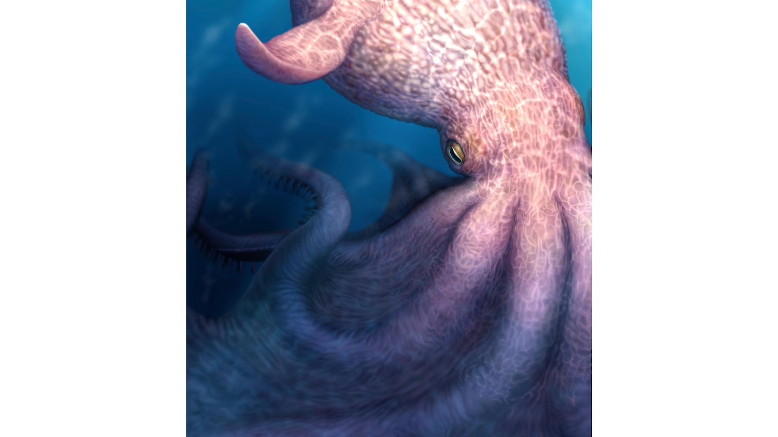 A massive kraken-like octopus may have prowled the seas during the age of dinosaurs