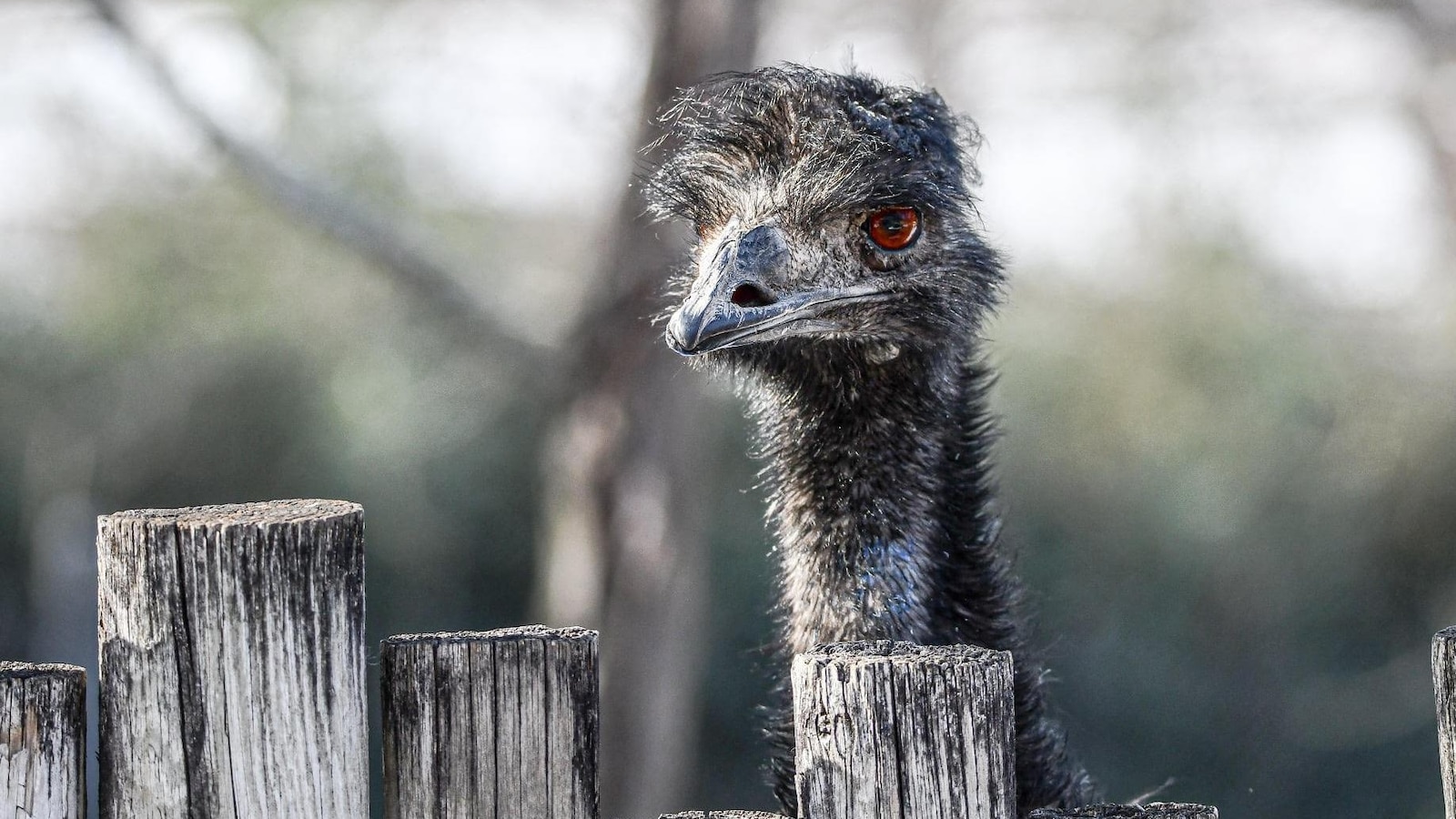 Hailstorm kills emu at Missouri zoo, cancels flights and damages vehicles