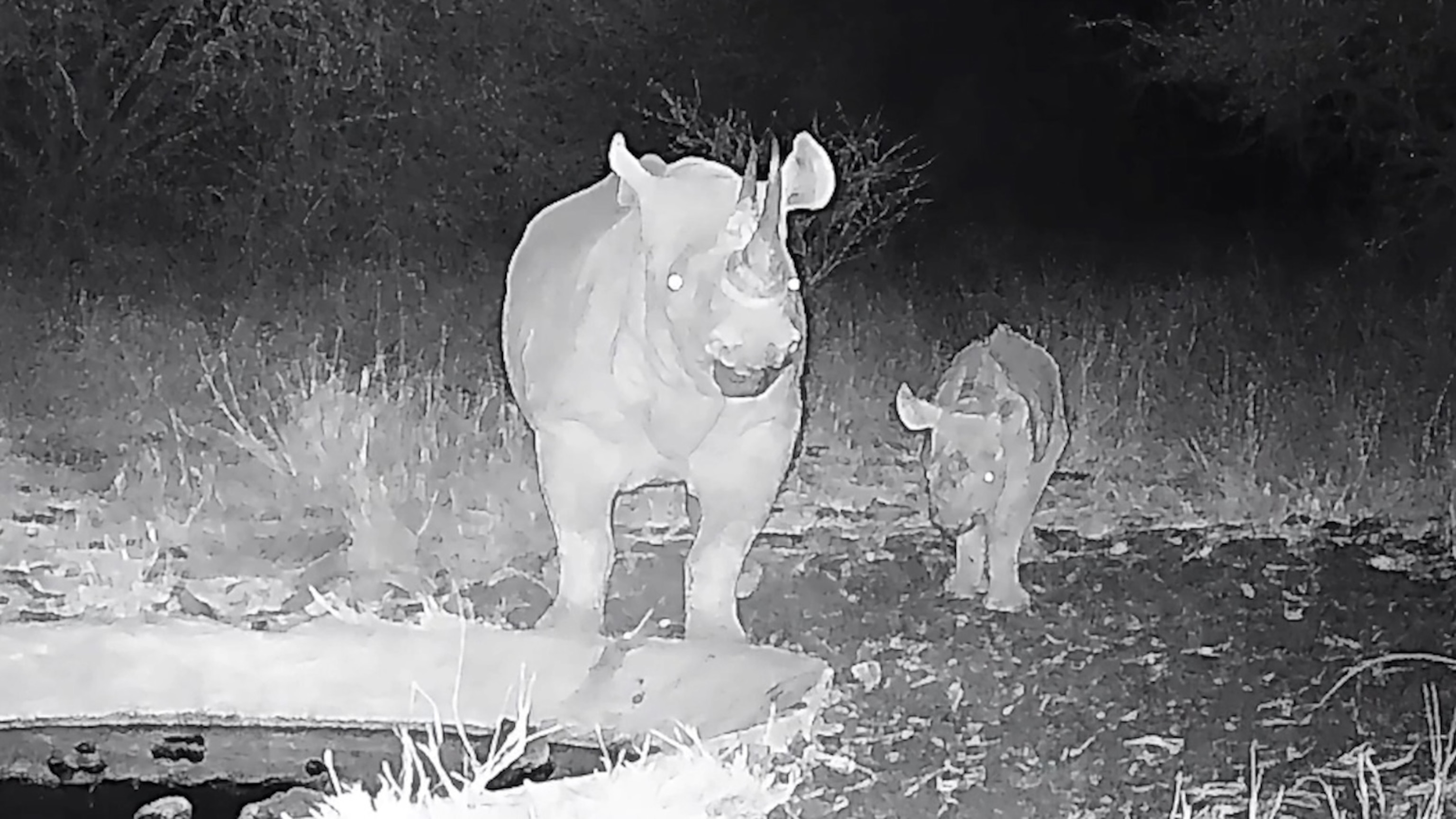 rhinobaby_lg_251111_hpMain_16x