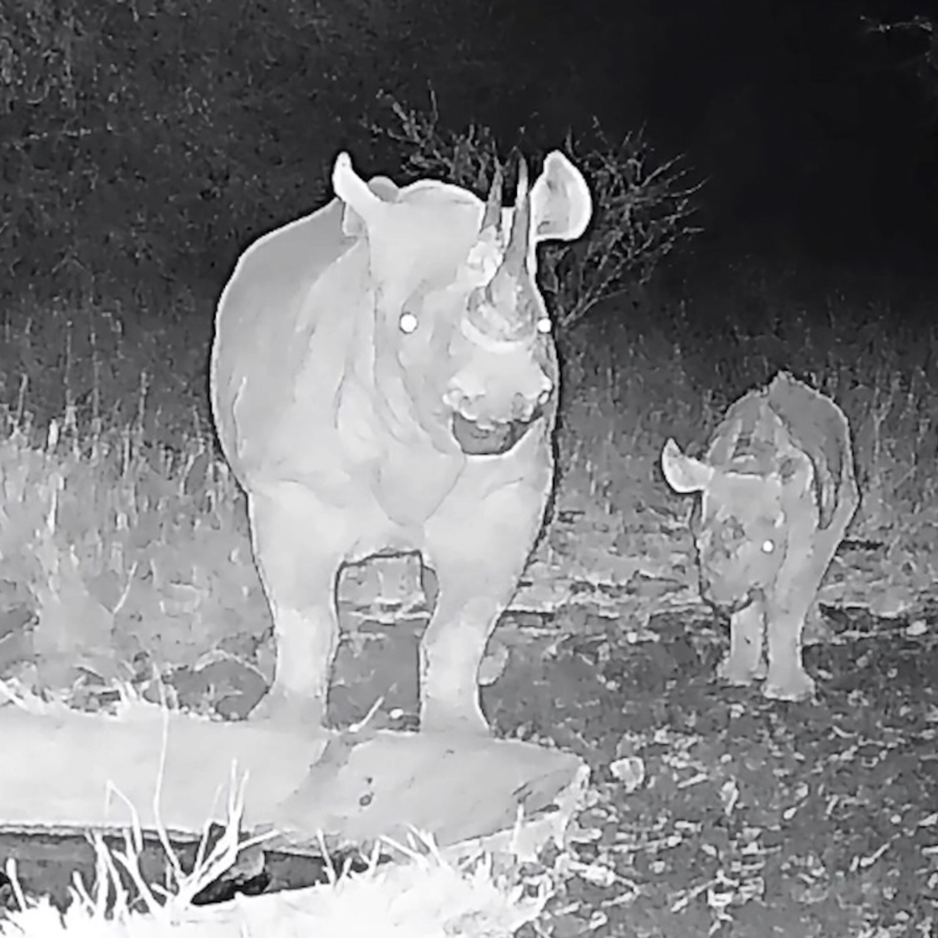 rhinobaby_lg_251111_hpMain_squ