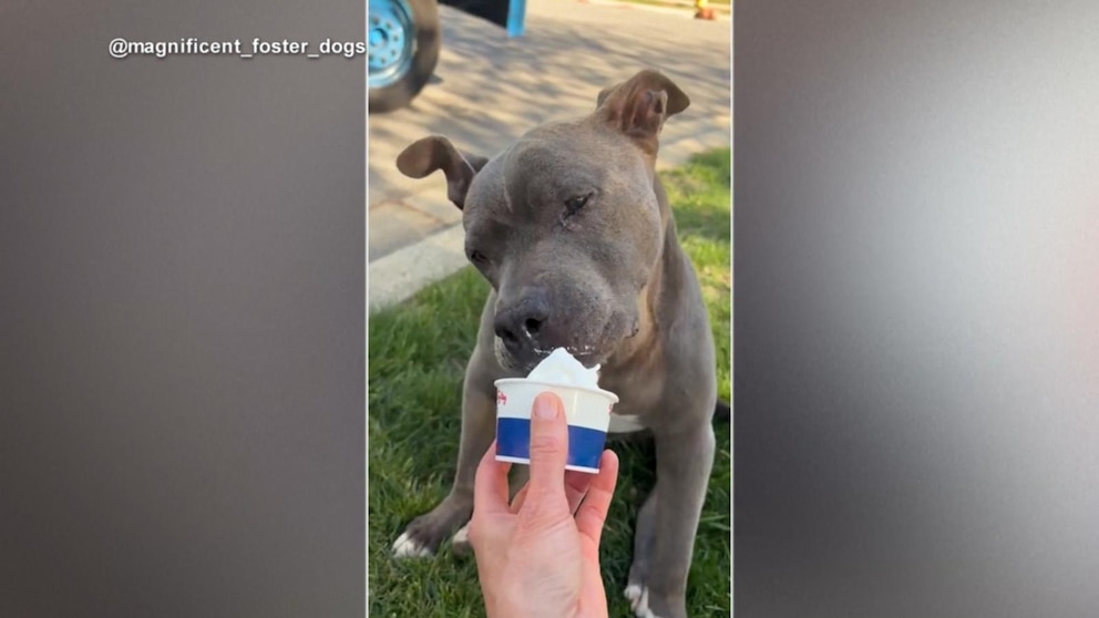 WATCH:  Senior dog goes out of his way for ice cream