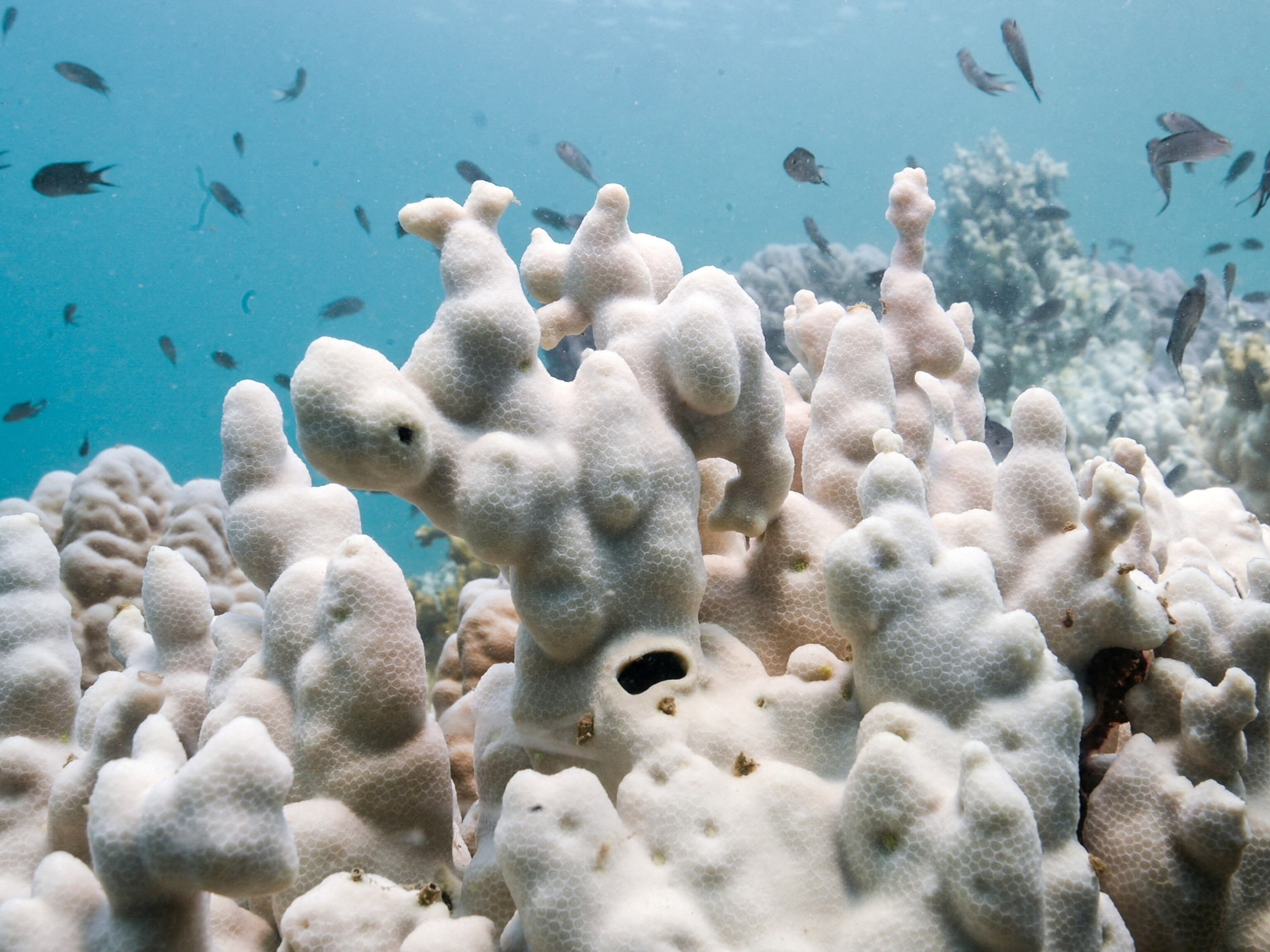 coral-1-rt-er-