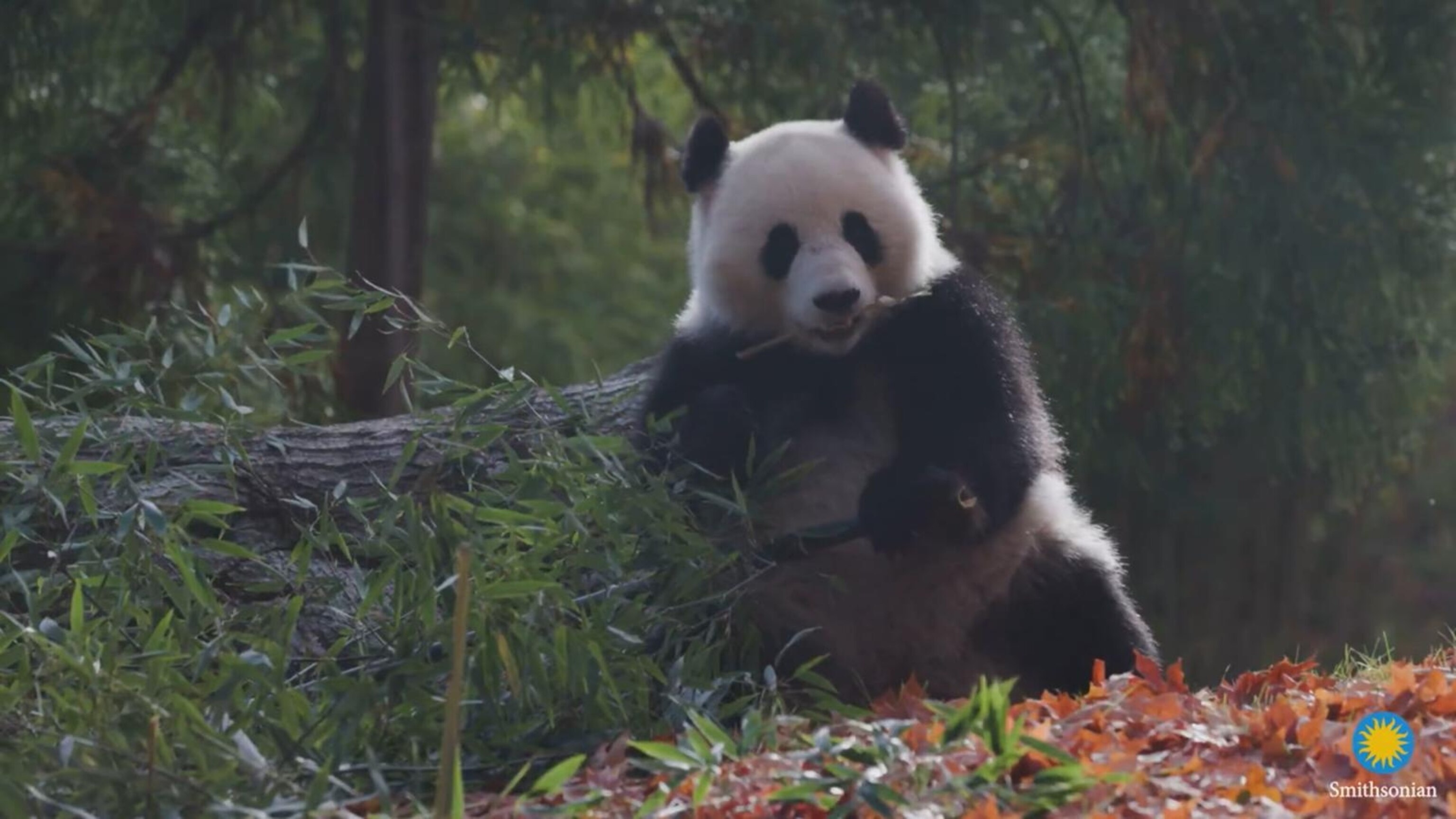 ⚠️パンダ New video of pandas at National Zoo released - ABC News