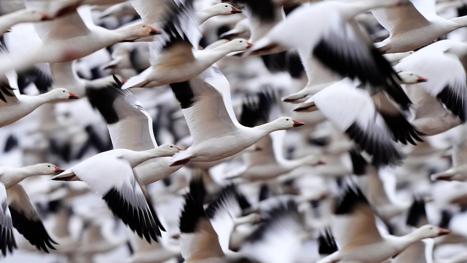 Snow geese take off for the Arctic in mesmerizing sunrise display