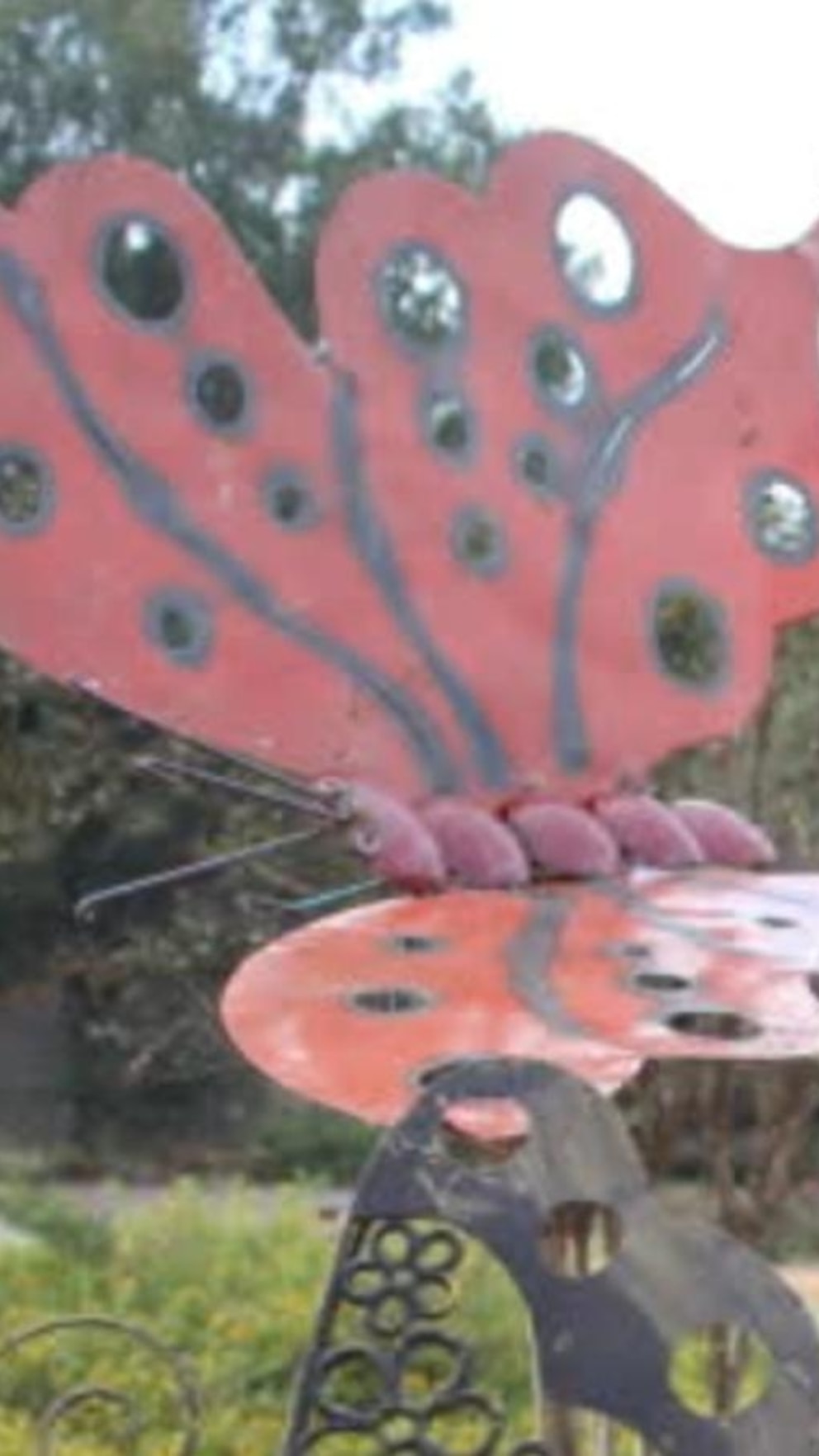 WATCH:  Monarch butterfly gets wing transplant, continues migration