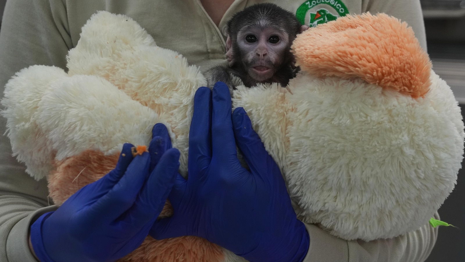 تعرف على يوجي، القرد المكسيكي الصغير الذي يجد الراحة في رفيق لطيف.