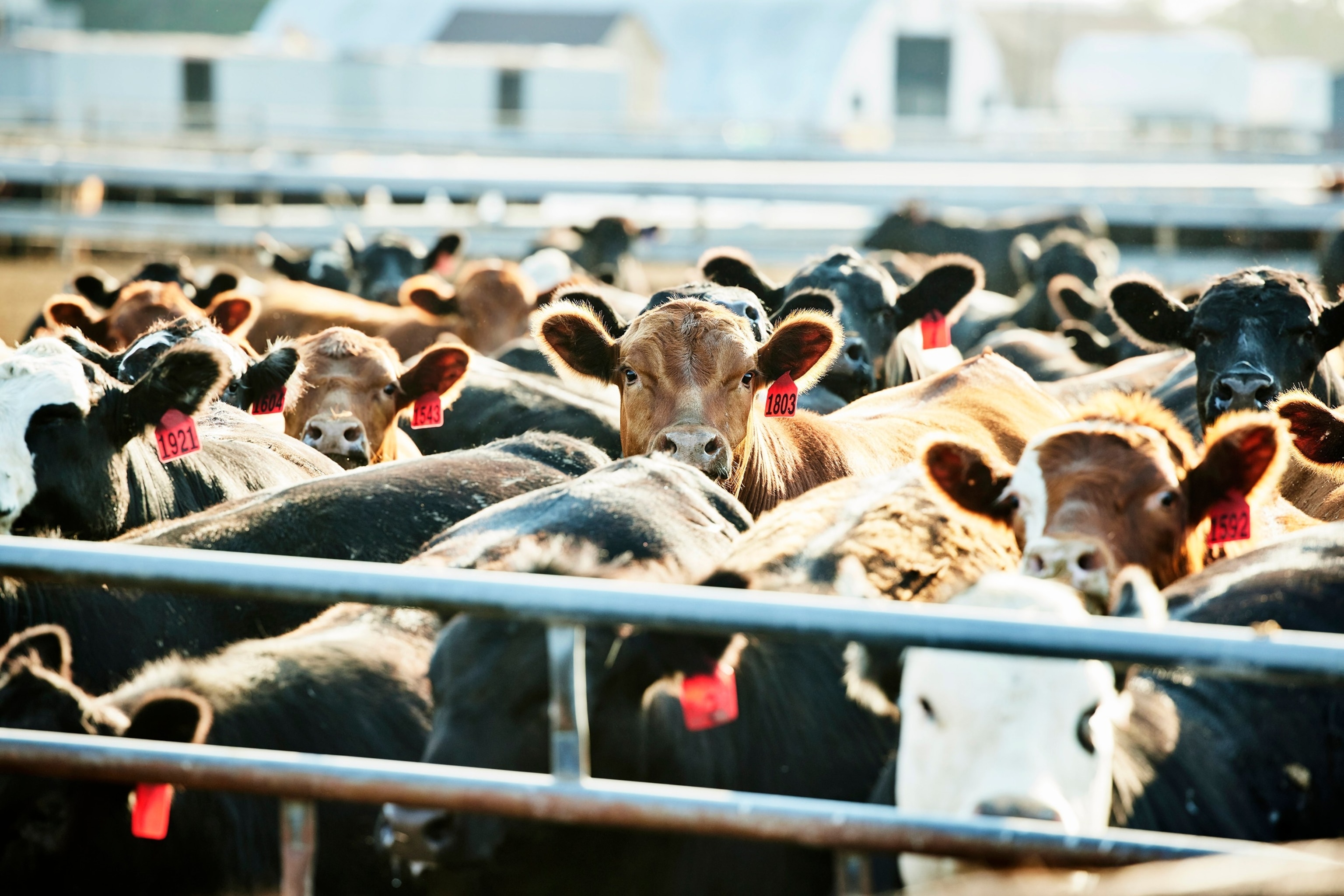 PHOTO: Wide shot of the cattle in the farm corral on a summer morning.
