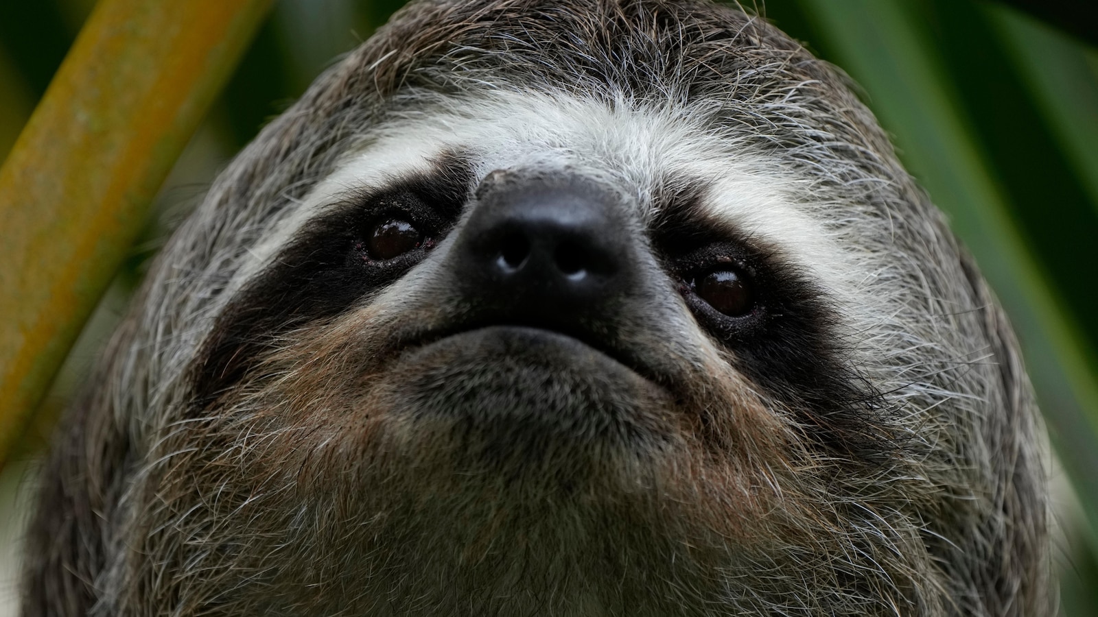 Sickness, cold killed nearly 30 sloths at Florida import warehouse