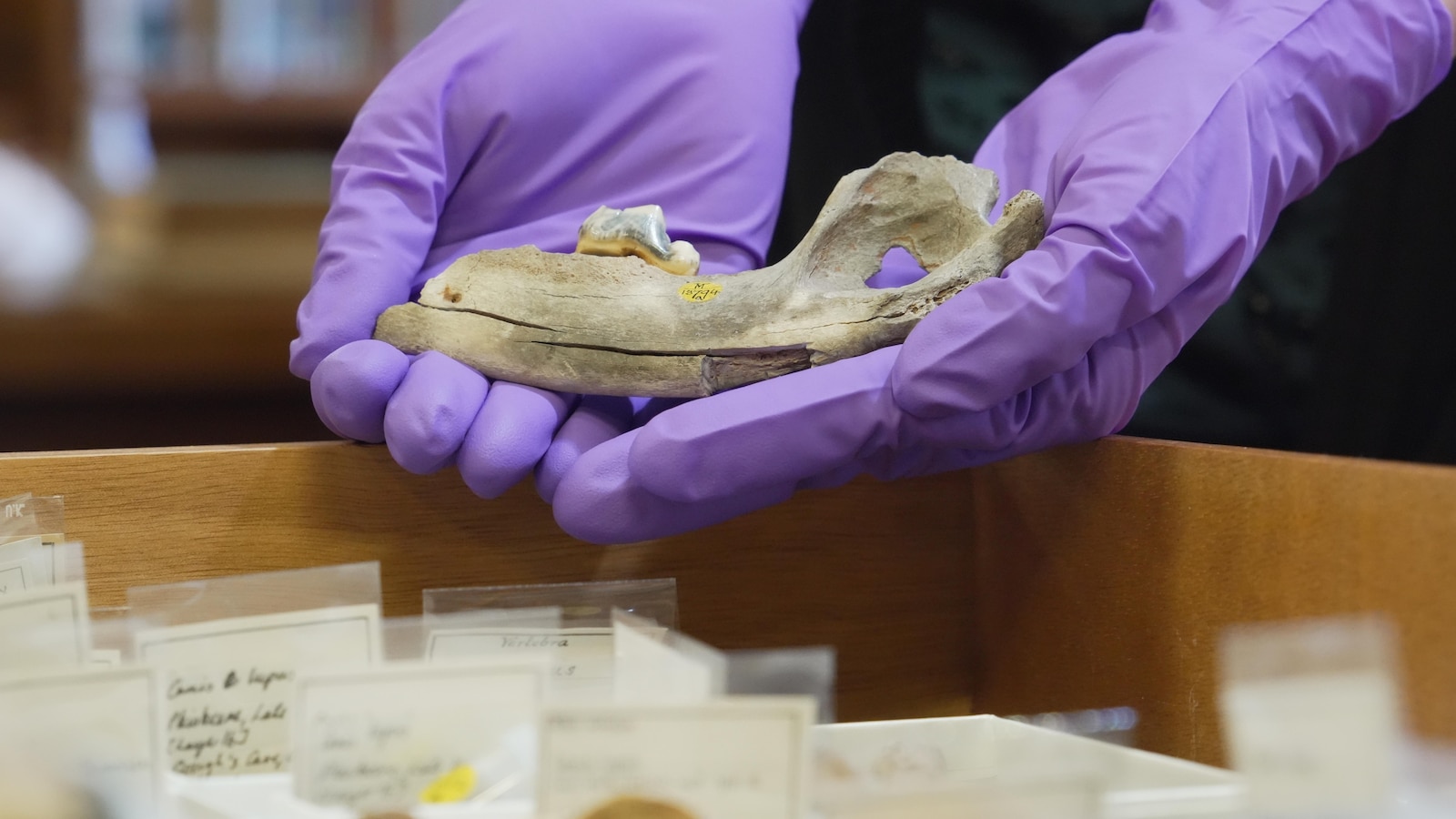 New studies of old dogs help scientists understand where they came from