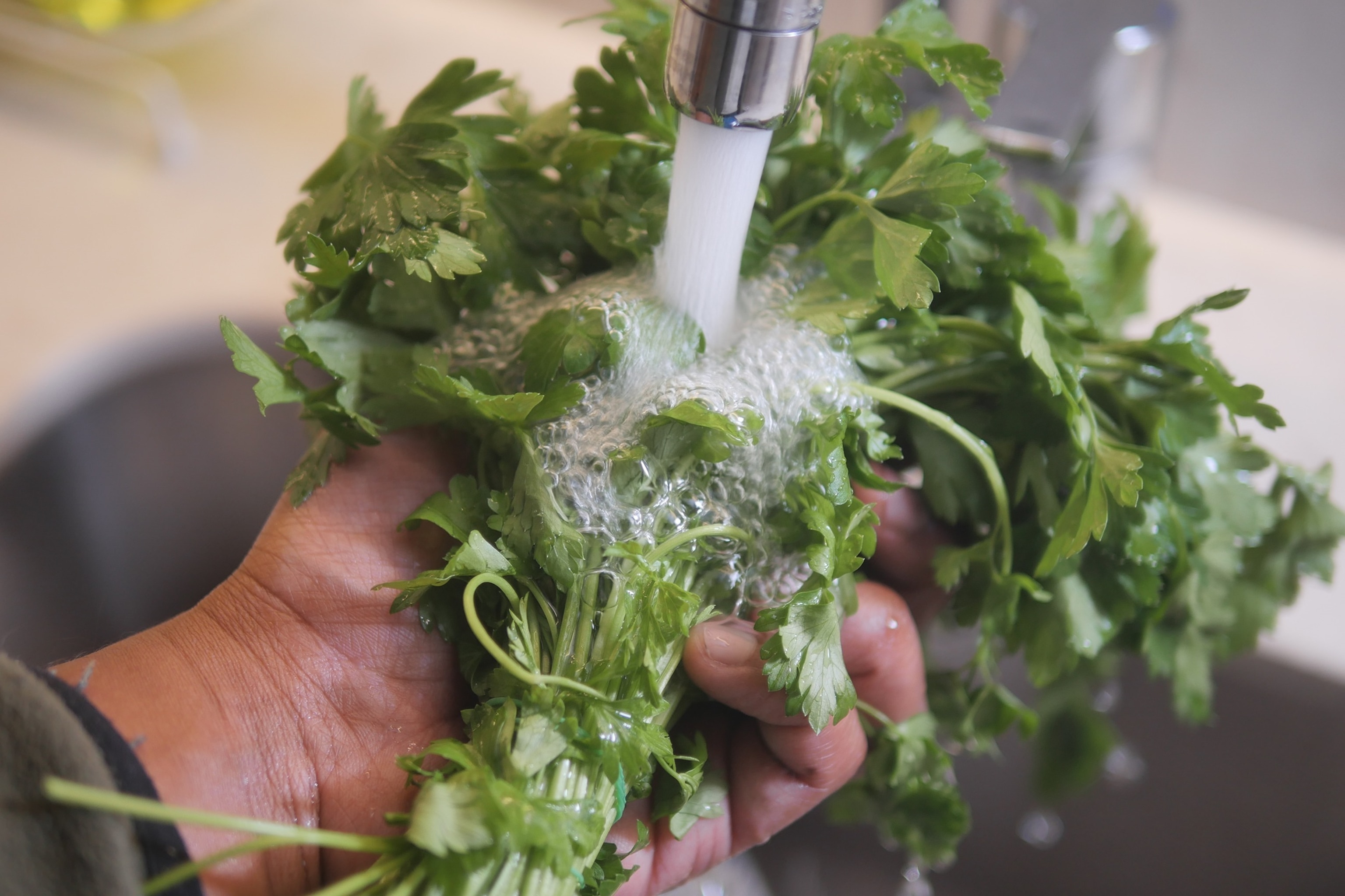 PHOTO: A person rinses cilantro in a kitchen sink.