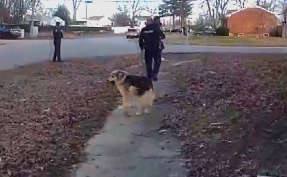 Hero dog helps police find and rescue missing 3-year-old - Good Morning America