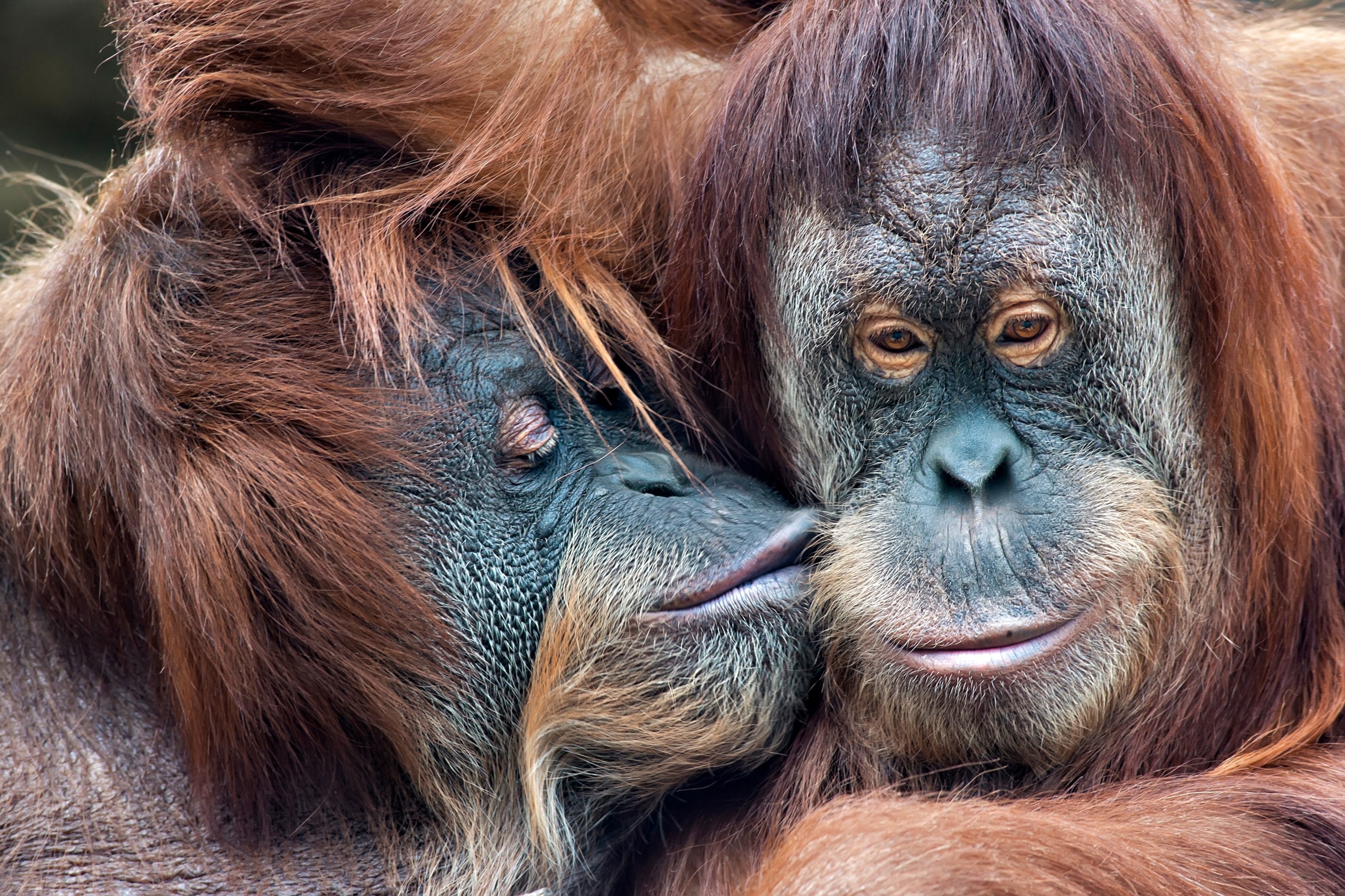 PHOTO: Mother orangutan kissing her adult daughter.