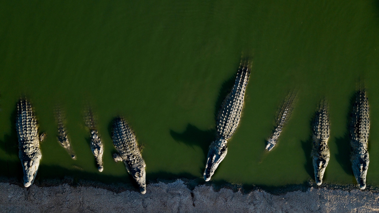 Israel euthanizes crocodiles after repeated escapes and inhumane treatment