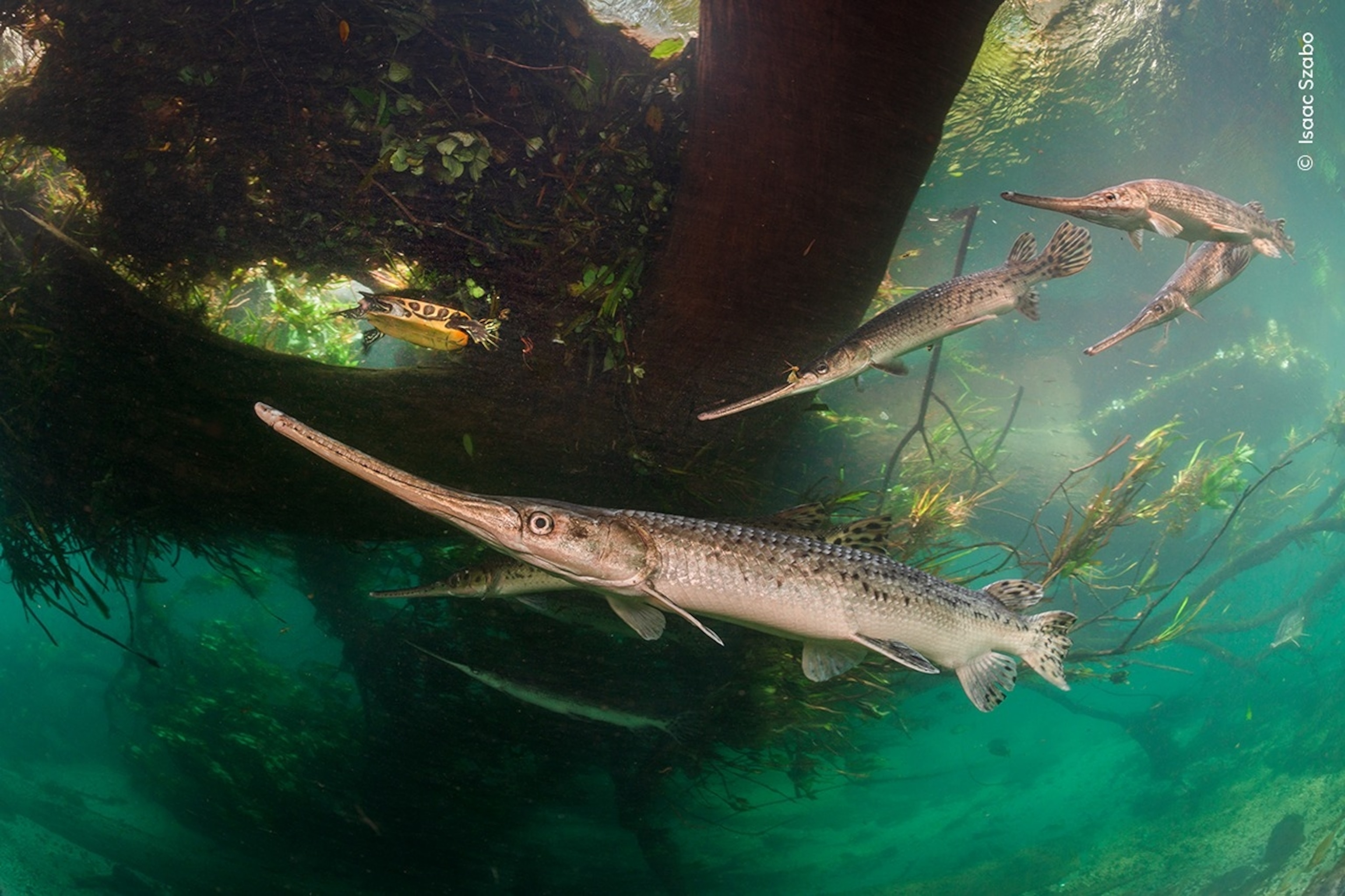 PHOTO: 2025 Wildlife Photographer of the Year