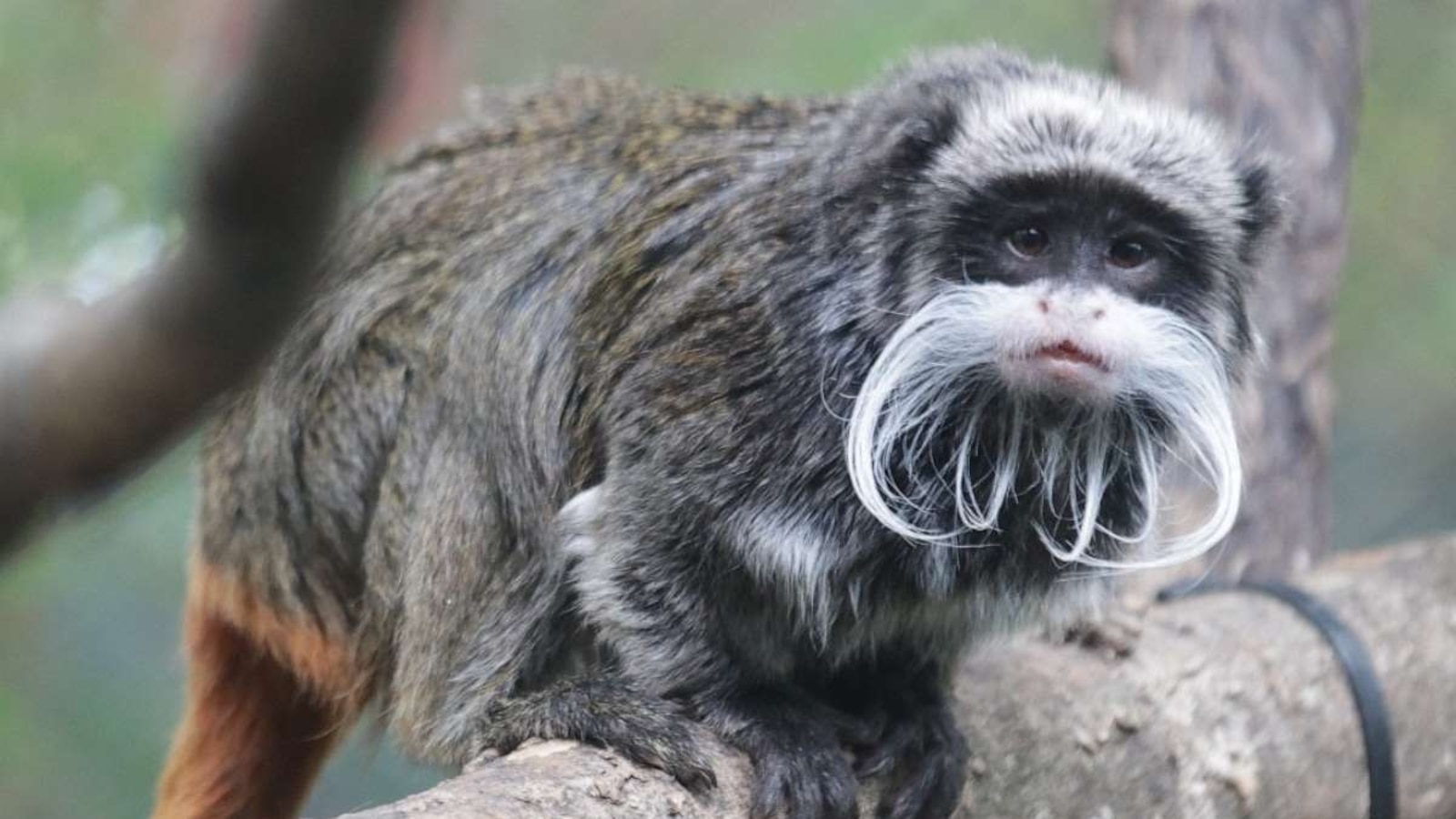 After monkeys