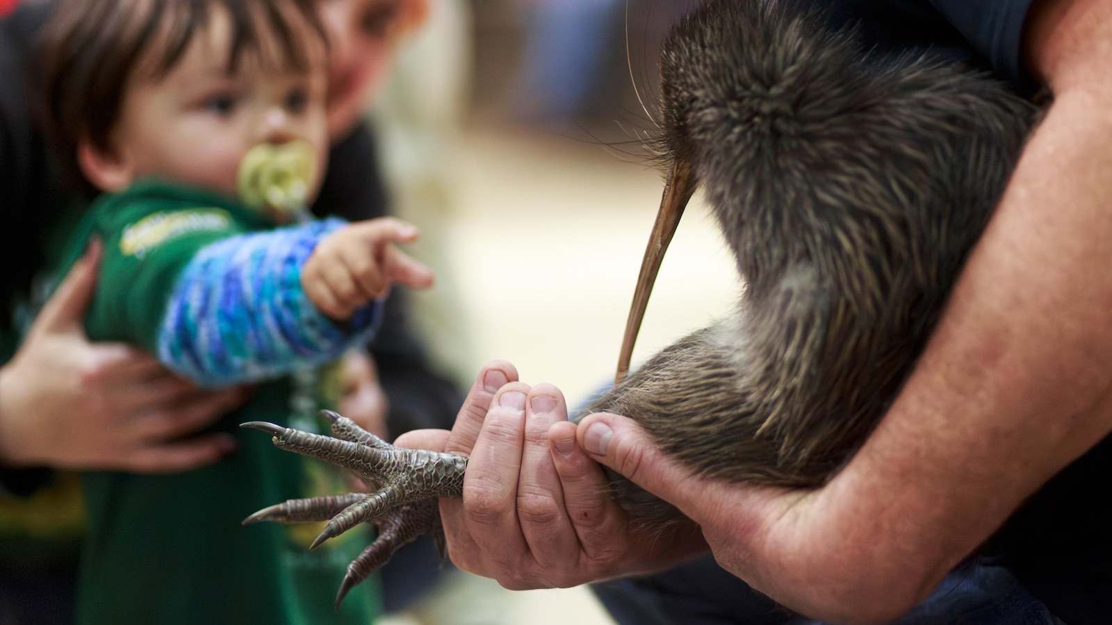 A citizen campaign returns iconic kiwi birds to New Zealand's capital after a century-long absence