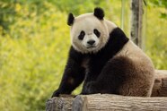 Giant Panda Habitat In China