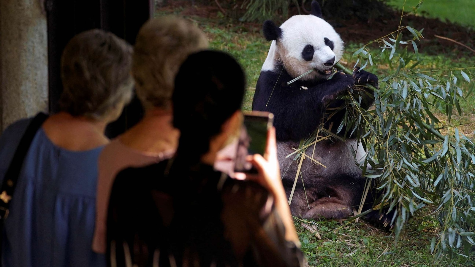 National Zoo Pandas Set To Make Early Return To China Abc News National Zoo Pandas Set To Make Early Return To China Abc News