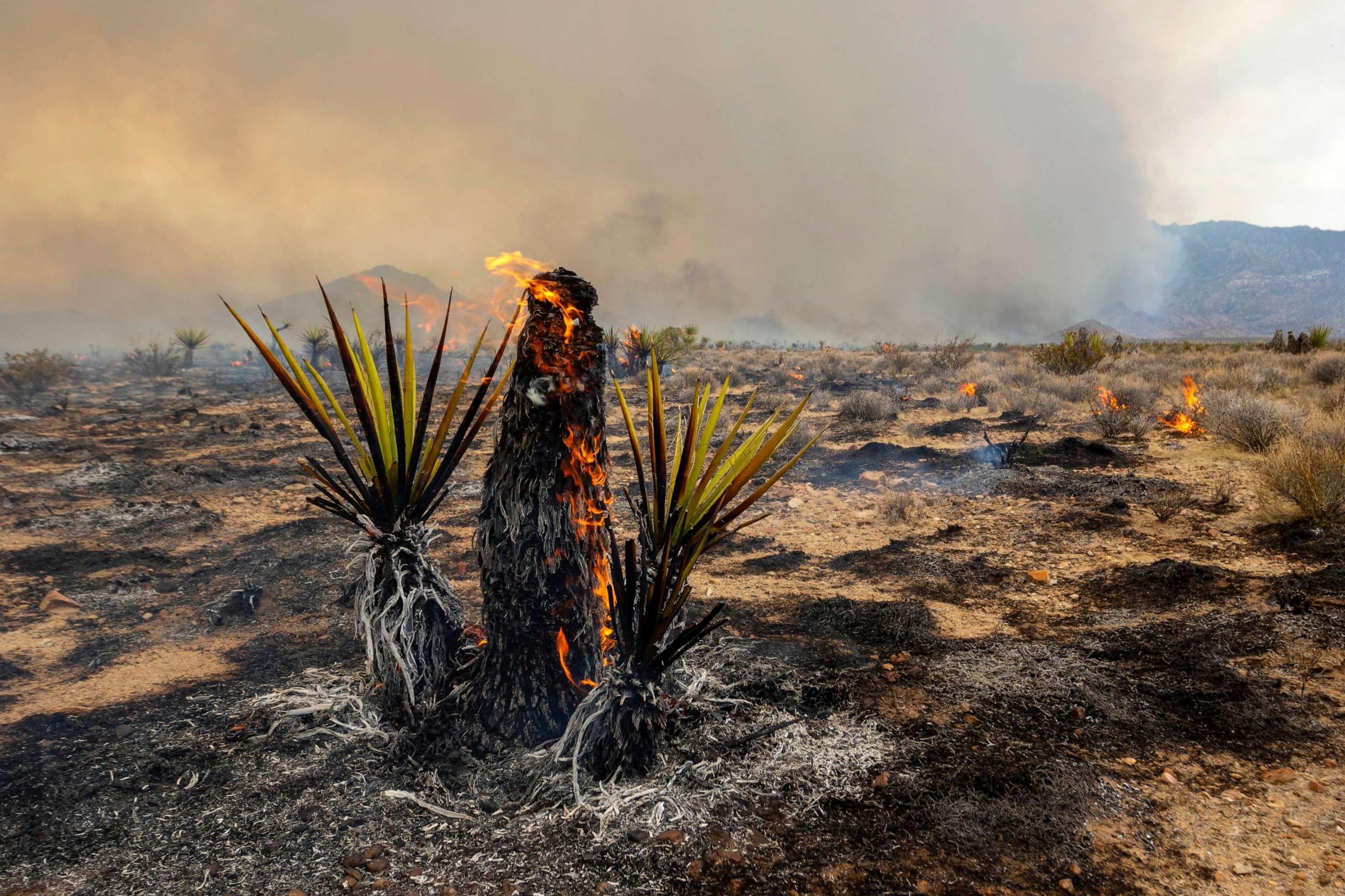 PHOTO: A Joshua Tree burns during the York Fire, July 30, 2023, in the Mojave National Preserve, Calif.