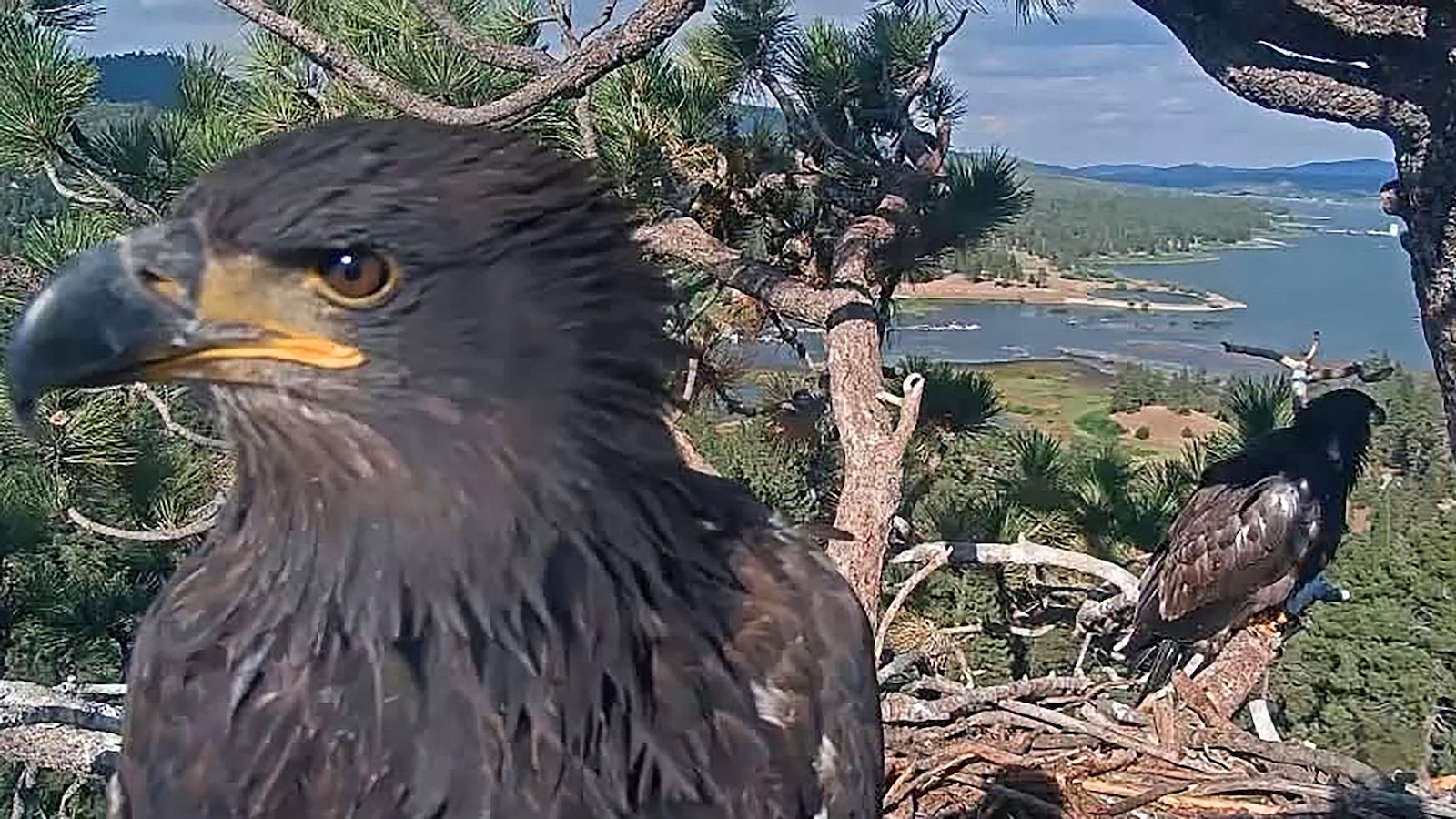 A beloved bald eagle believed to be Jackie, one half of Big Bear's famous bald eagle pair, is stable after being rescued following a fight with two other eagles