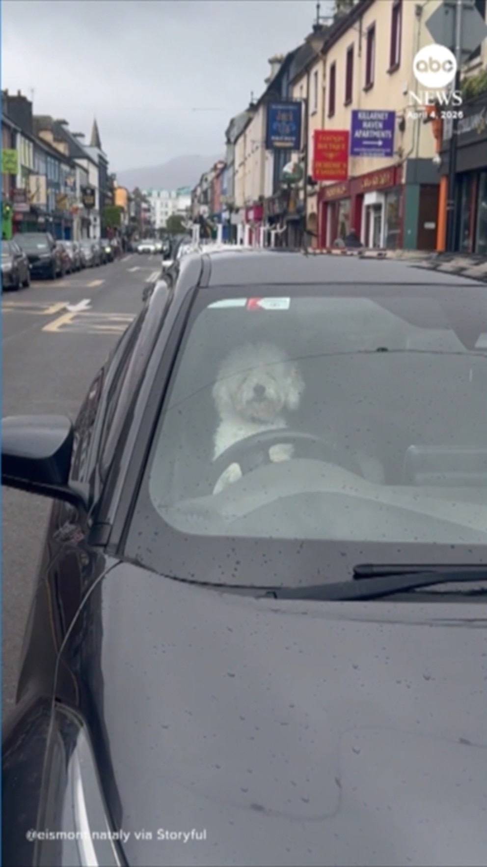 WATCH:  Horn-honking dog can’t wait for family to return to car