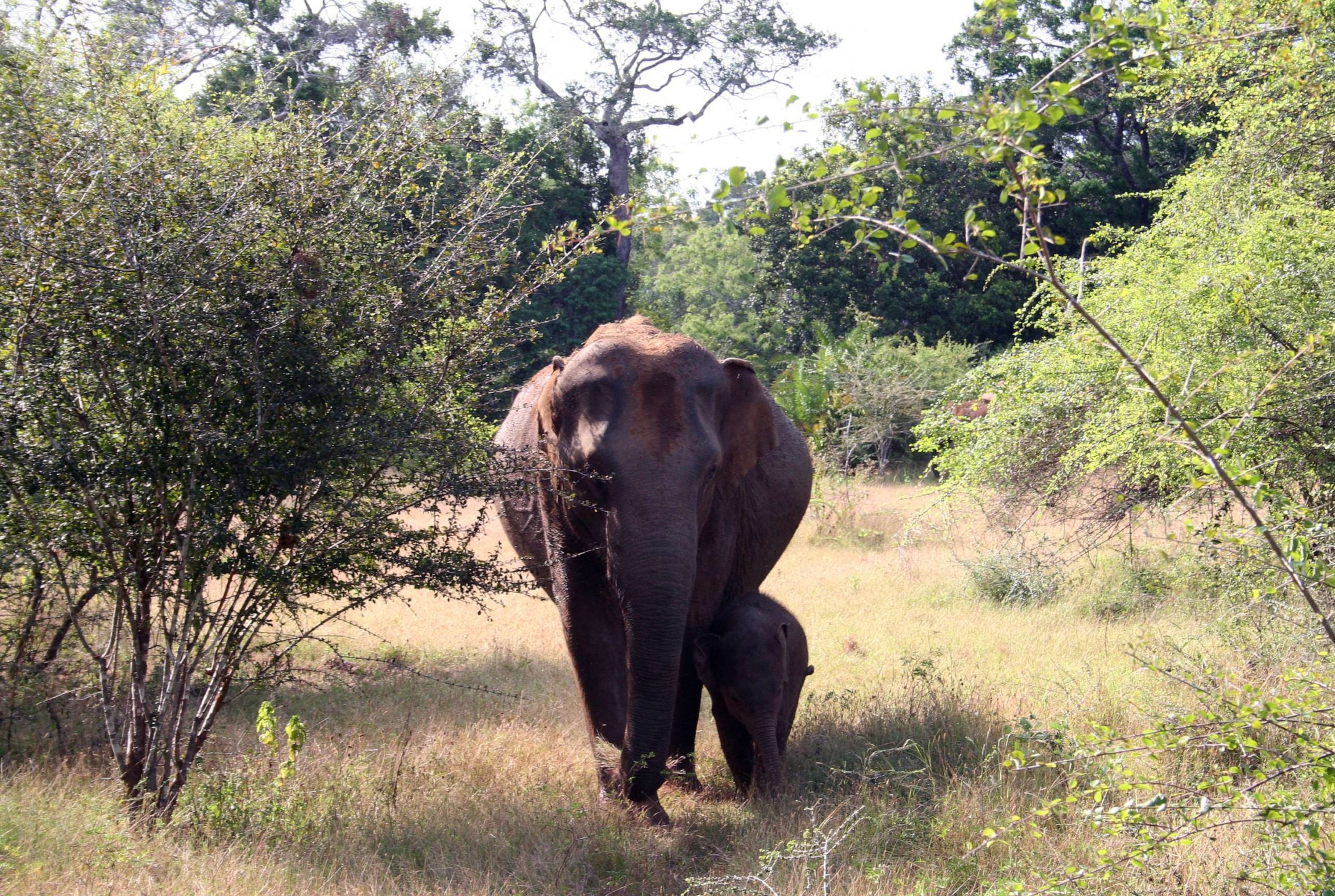 PHOTO: Mother and calf elephants inhabit a dry deciduous forests in Sri Lanka.