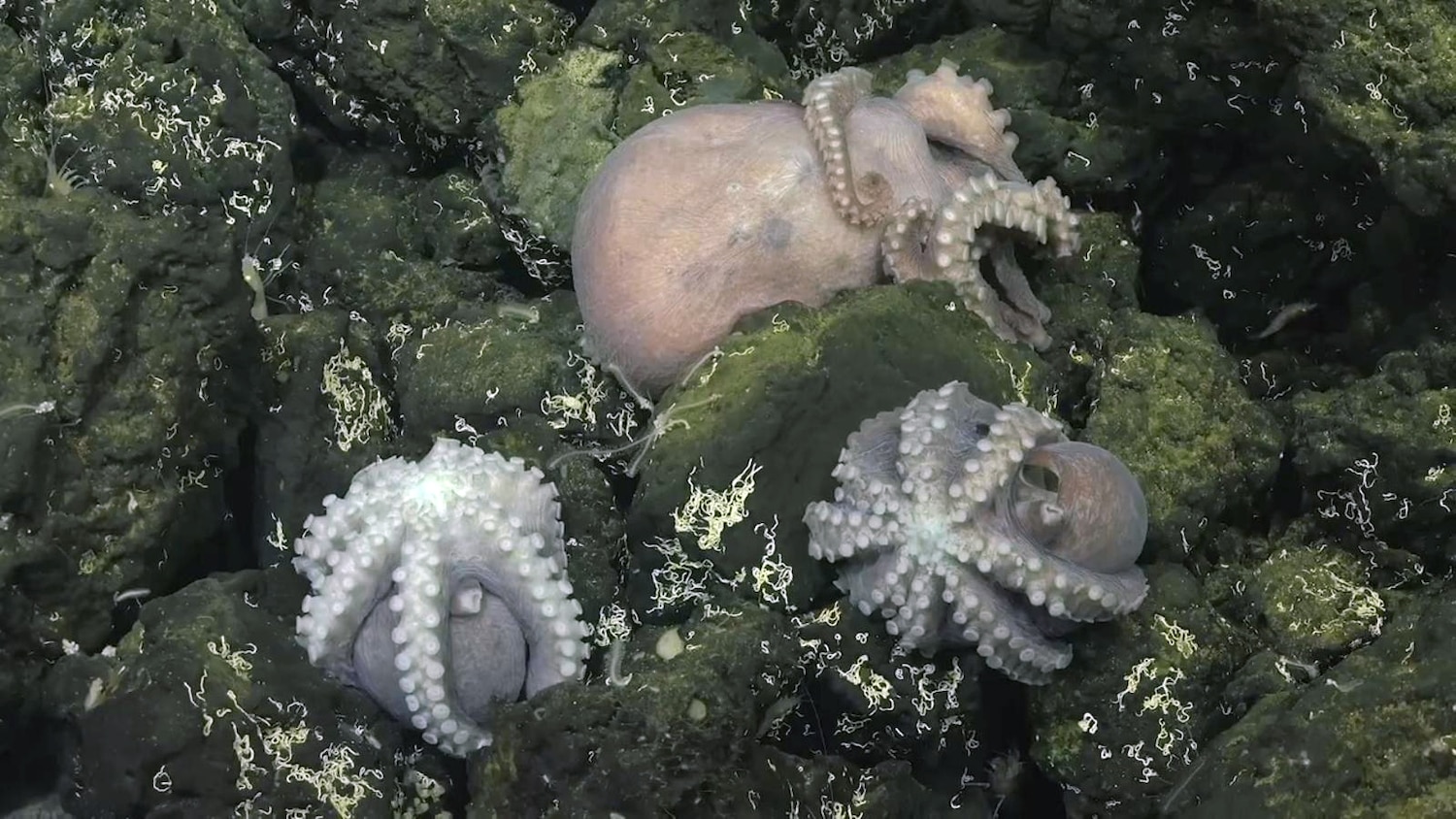 Rare deep-sea octopus nursery discovered off Costa Rica ...