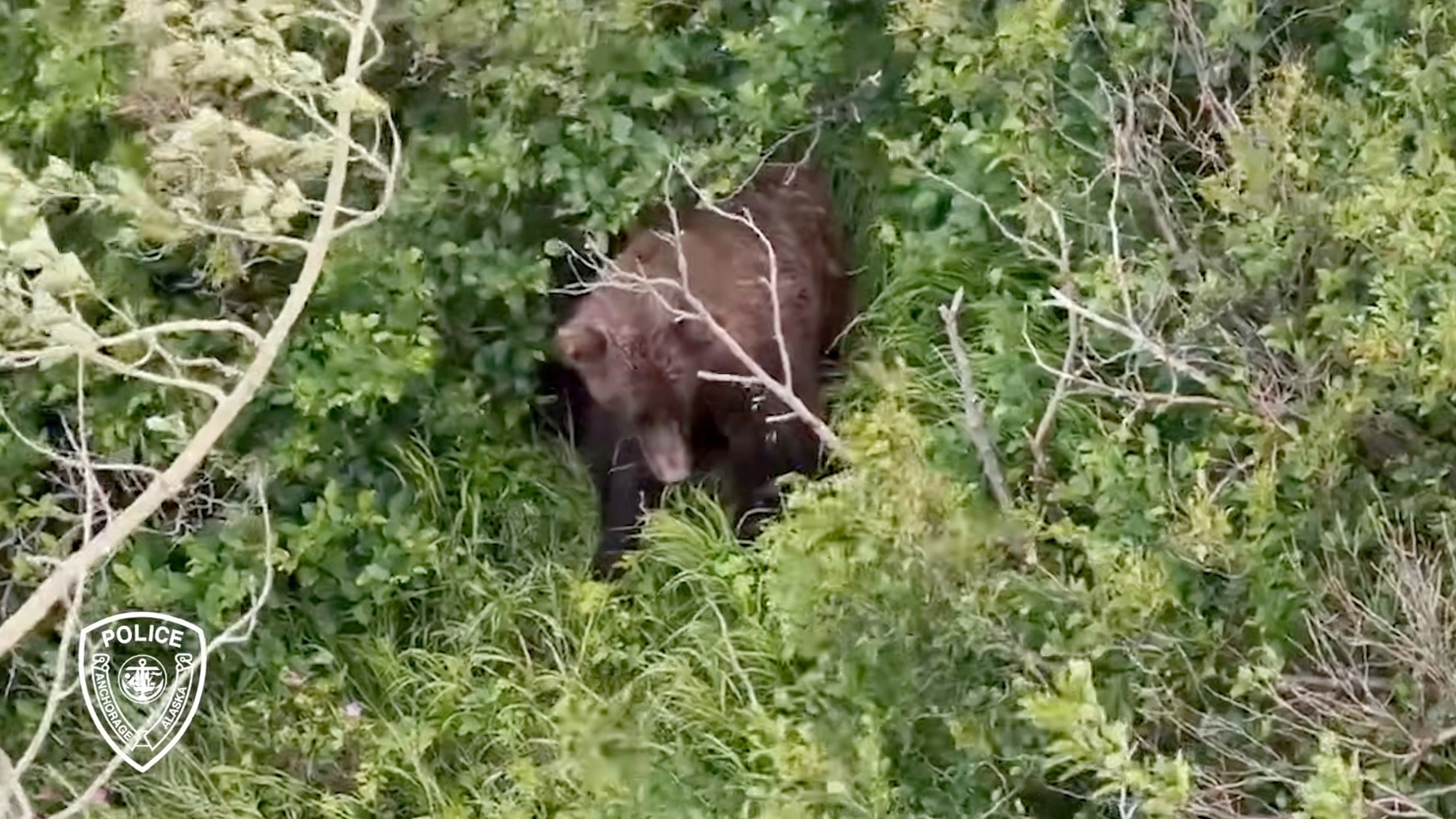 Woman injured in brown bear attack while hiking in southern Alaska