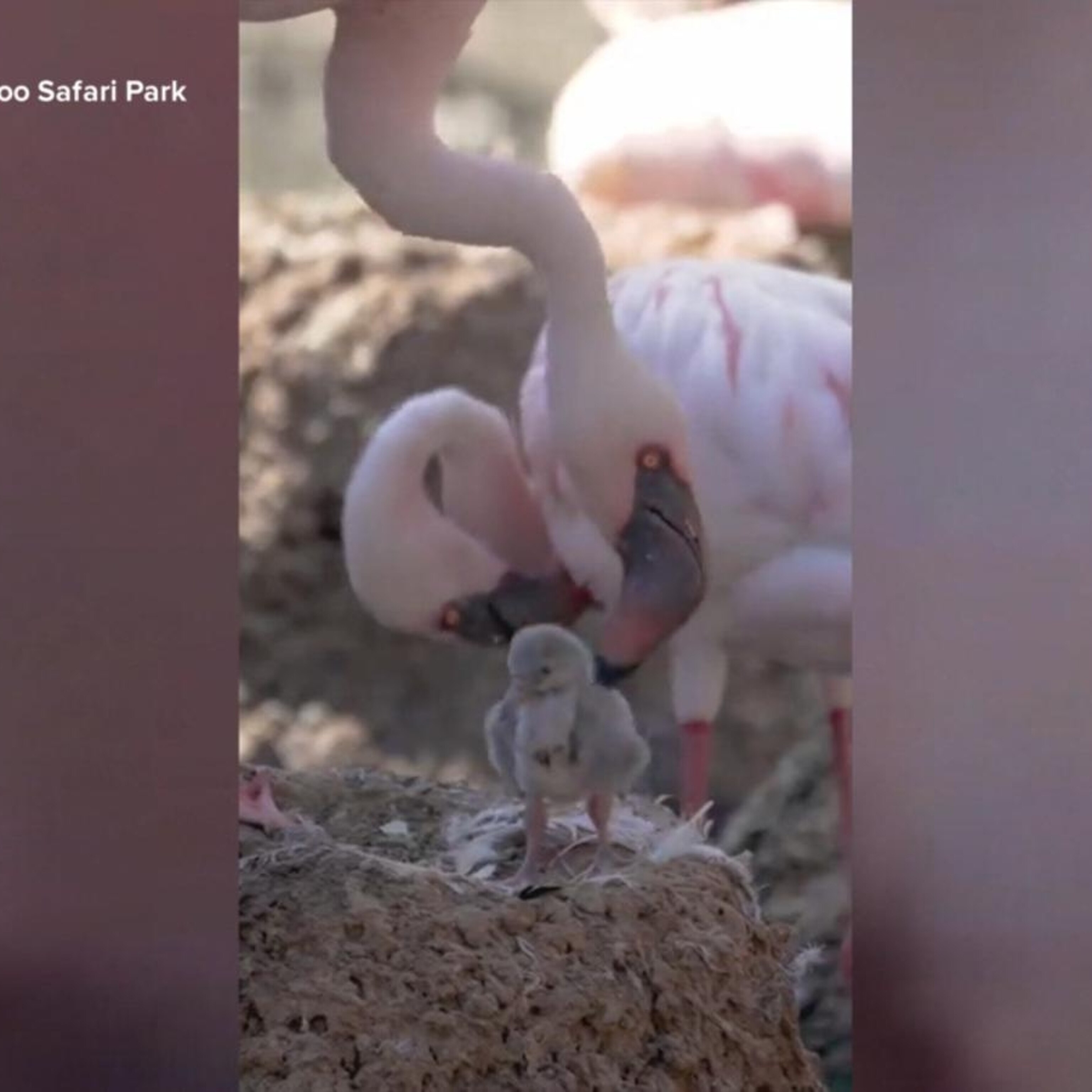 2 male flamingos become same-sex foster parents raising baby