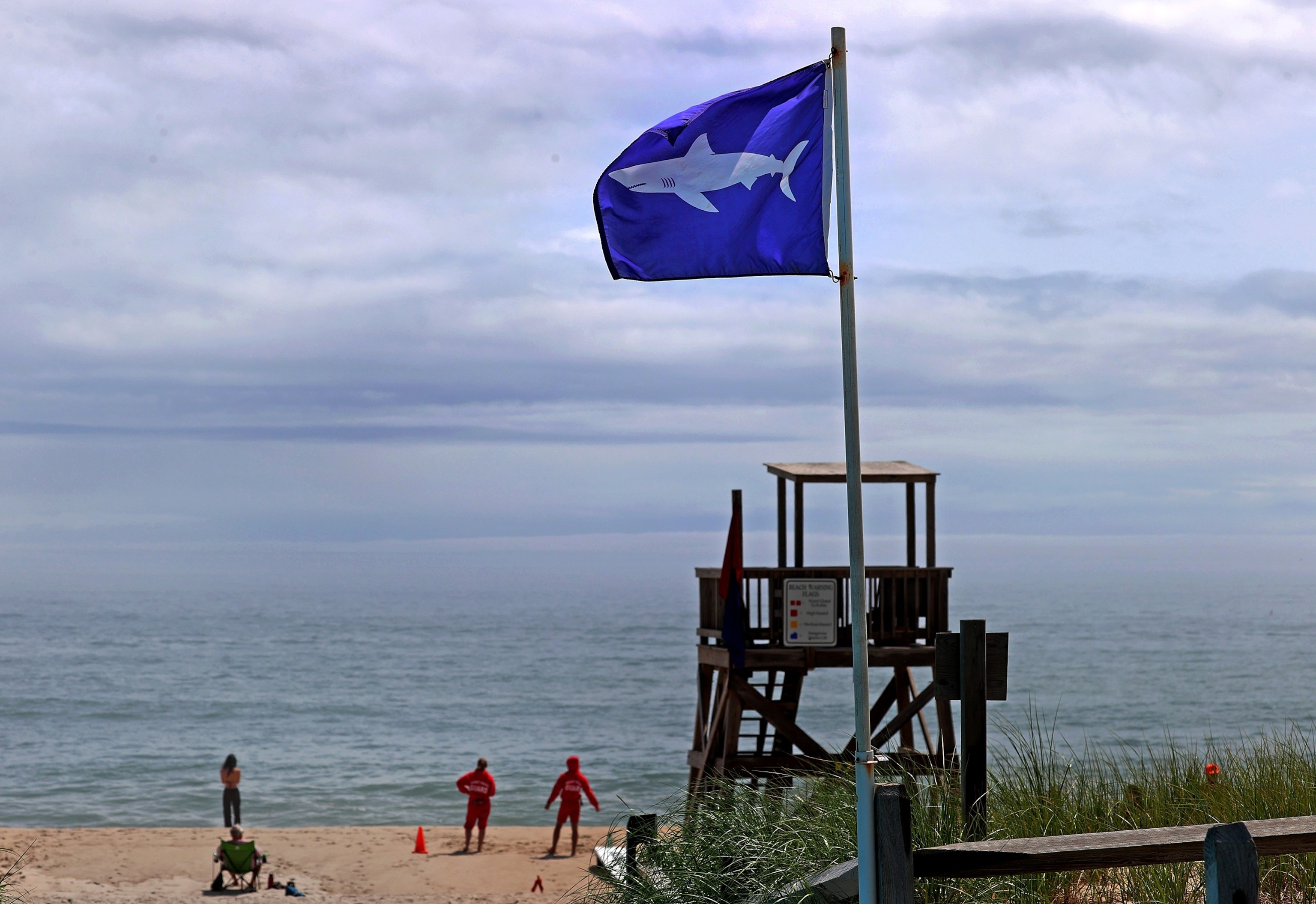 PHOTO: Sharks Now A Common Sight On The Cape