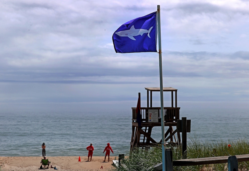 PHOTO: Sharks Now A Common Sight On The Cape