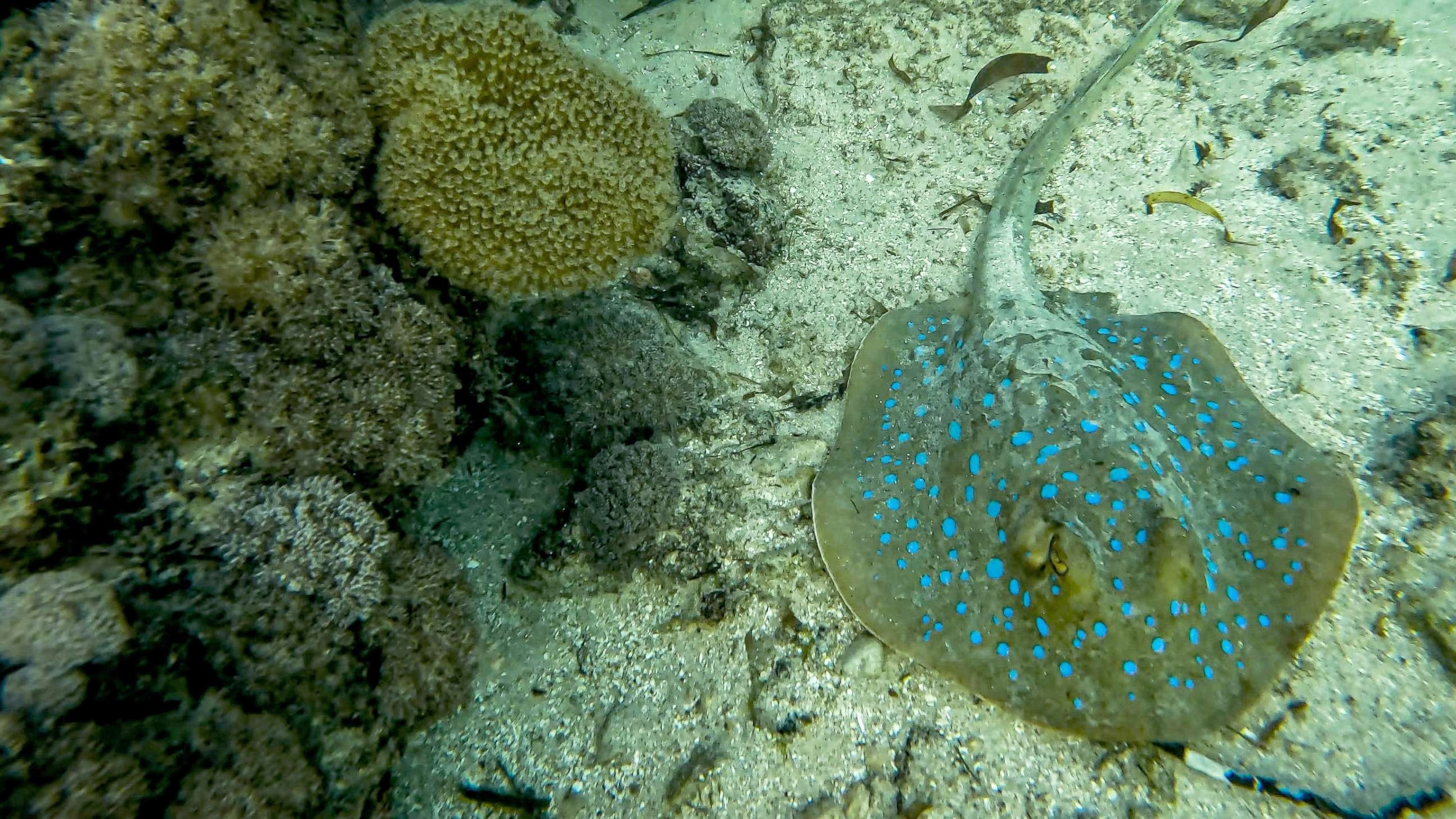 PHOTO: A ray swims in the Indian Ocean offshore of Mogadishu, Somalia, May 27, 2022. 