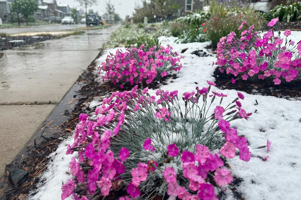 PHOTO: Wet snow falls on flowers Tuesday, May 5, 2026, in Fort Collins, Colo.
