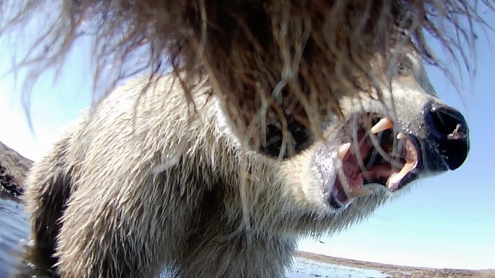 Collar cams offer a bear's eye view into the lives of grizzlies on Alaska's desolate North Slope