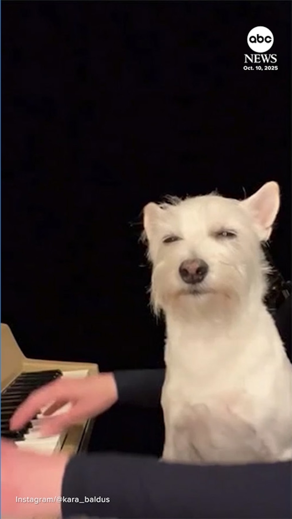 WATCH:  Dog goes viral for loving mom's music