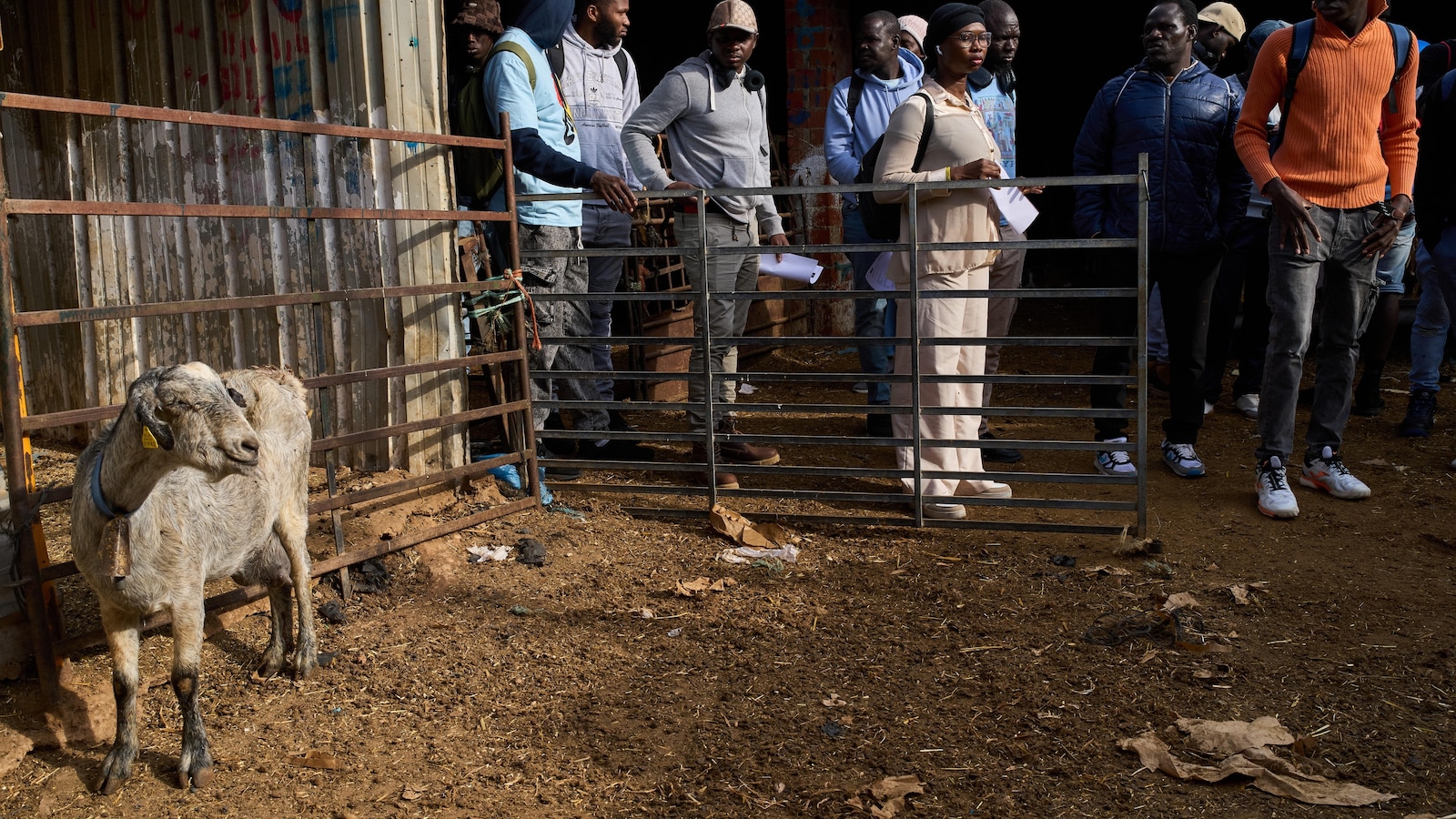 The new shepherds of Spain: African migrants take up a neglected rural trade