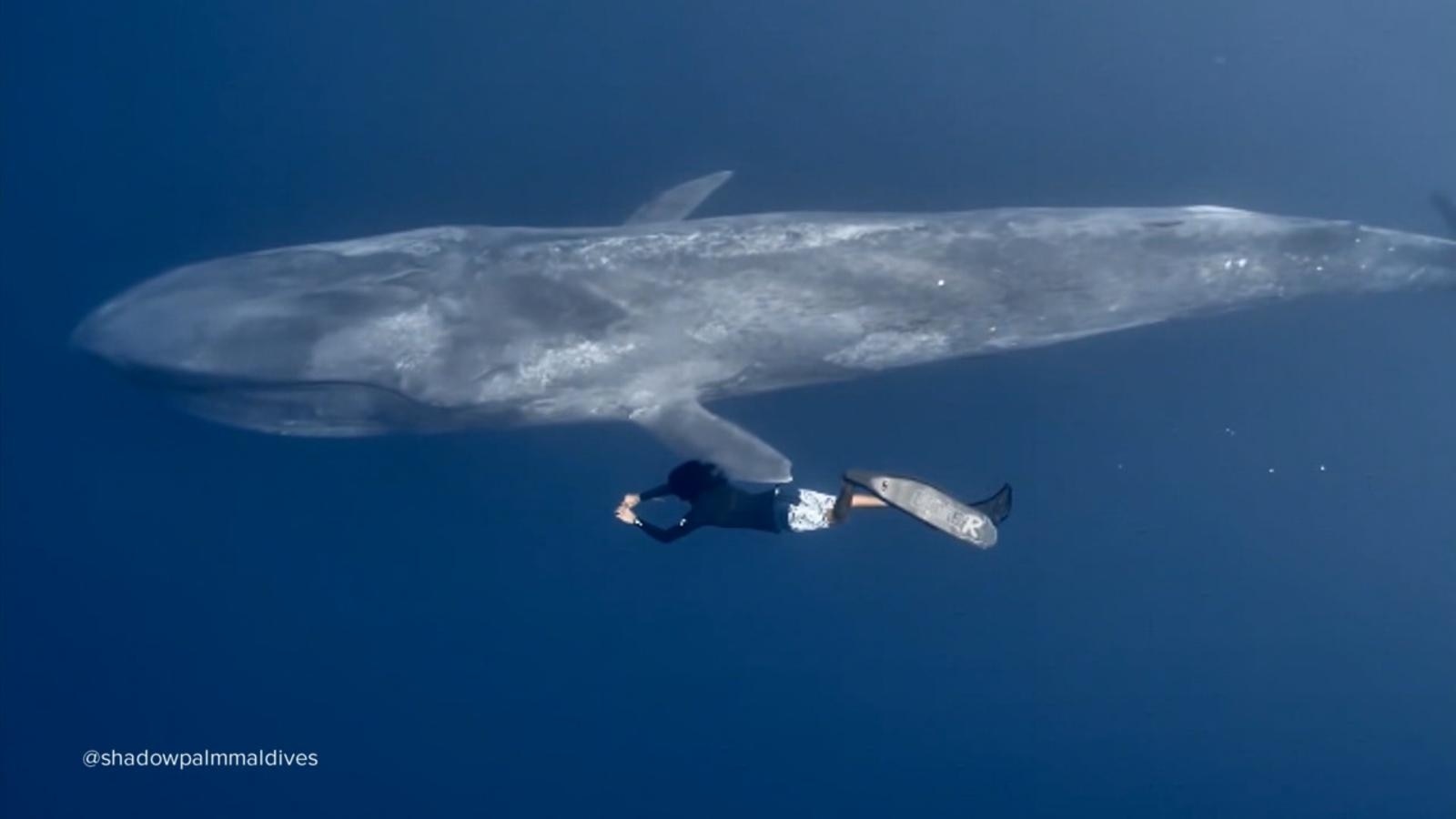 Diver Next To Blue Whale diver-next-to-blue-whale