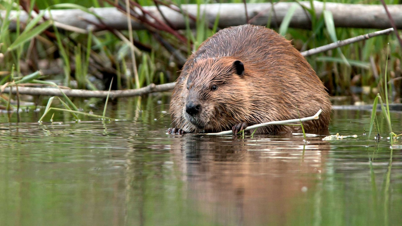 Could beavers be the next climate heroes? ABC News(02)