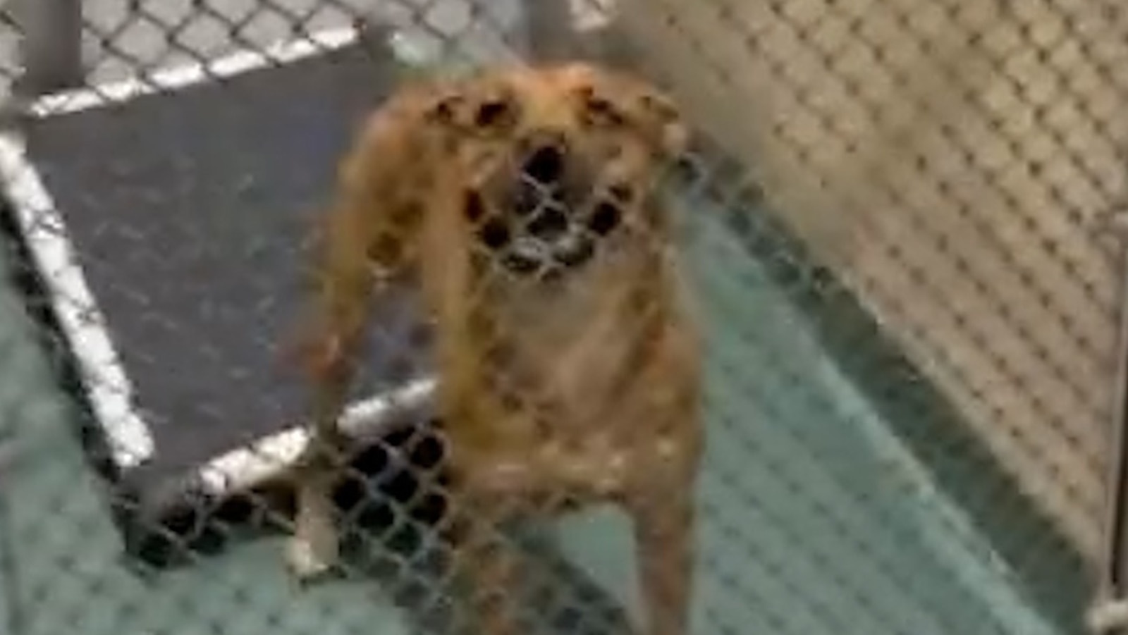 160 dogs rescued from Florida shelter ahead of Hurricane Milton’s ...